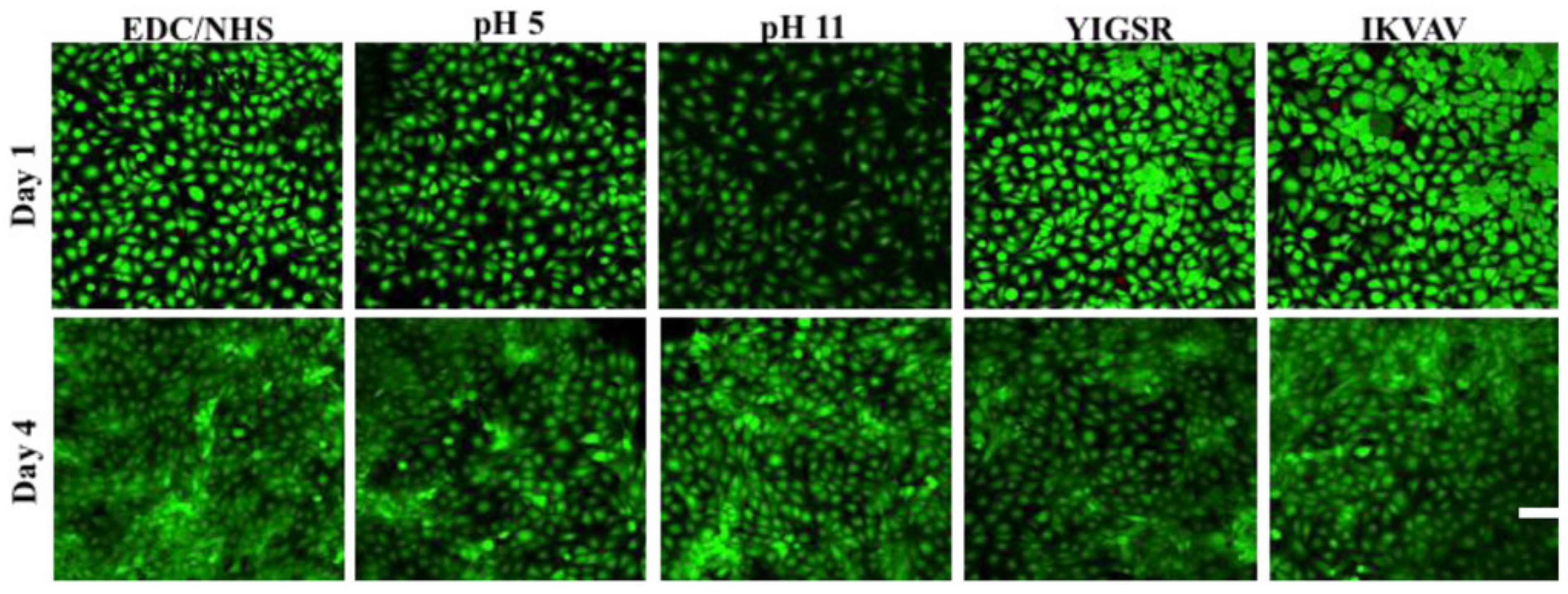 Molecules 26 02518 g005