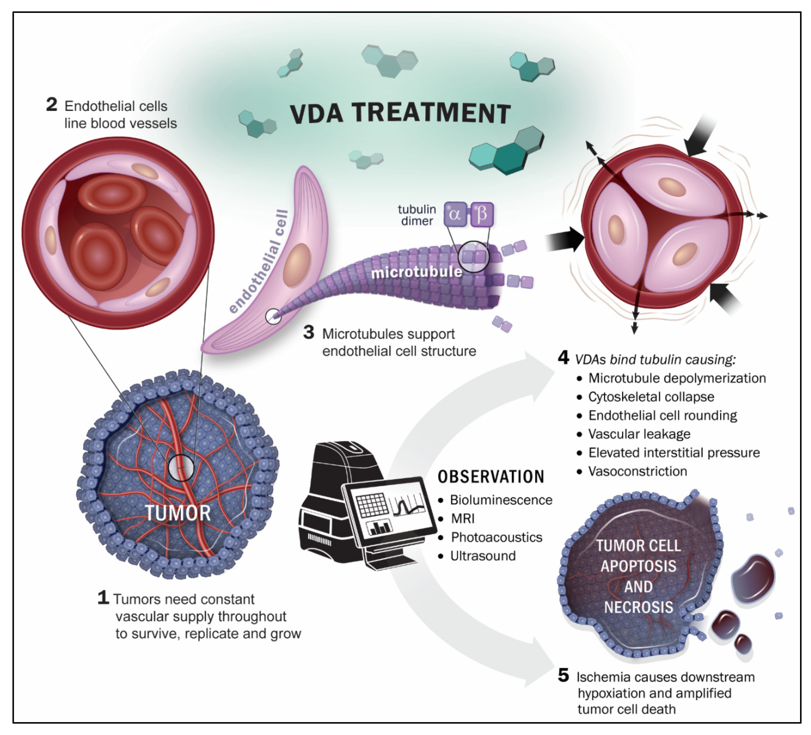 miljøforkæmper rester pedal Molecules | Free Full-Text | Non-Invasive Evaluation of Acute Effects of  Tubulin Binding Agents: A Review of Imaging Vascular Disruption in Tumors |  HTML