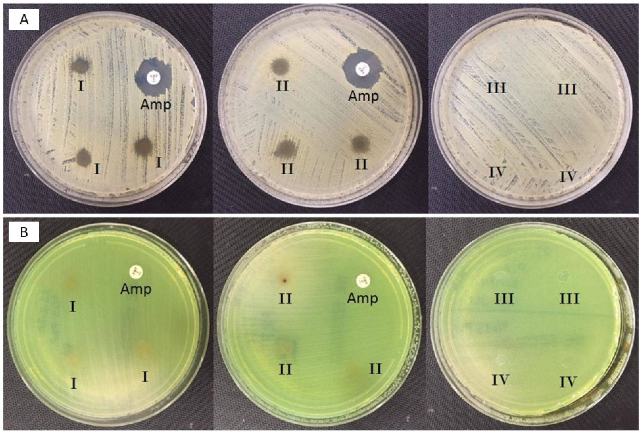 Molecules 26 02577 g004 Molecules 26 02577 g004