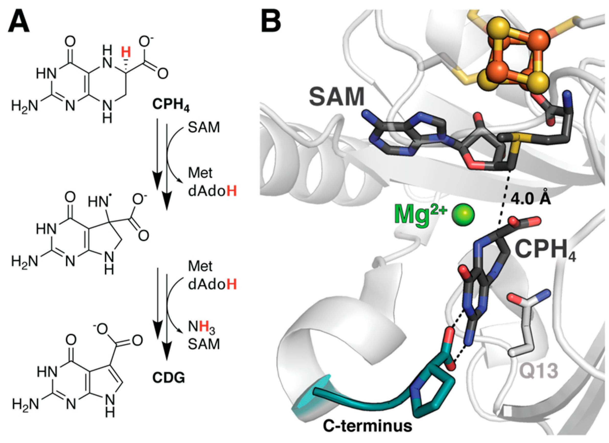 Molecules 26 02590 g004