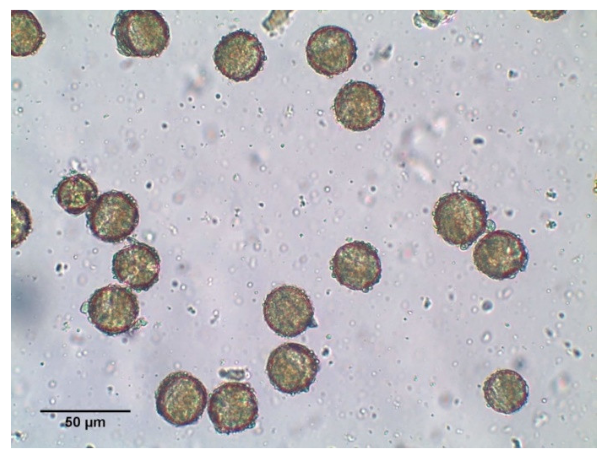 Molecules 26 02616 g005 Molecules 26 02616 g005