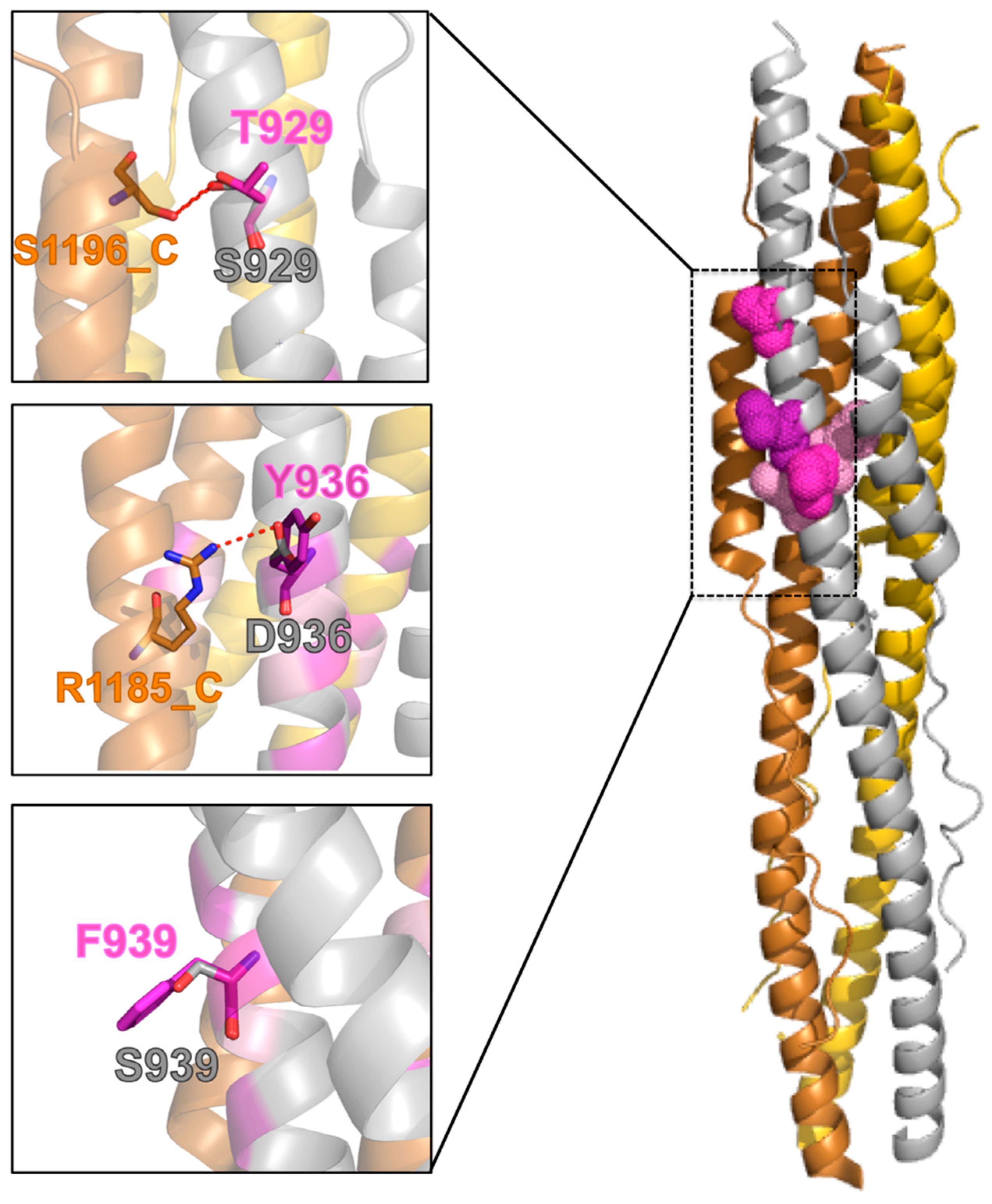 D936Y and Other Mutations in the Fusion Core of the SARS-CoV D936Y and Other Mutations in the Fusion Core of the SARS-CoV
