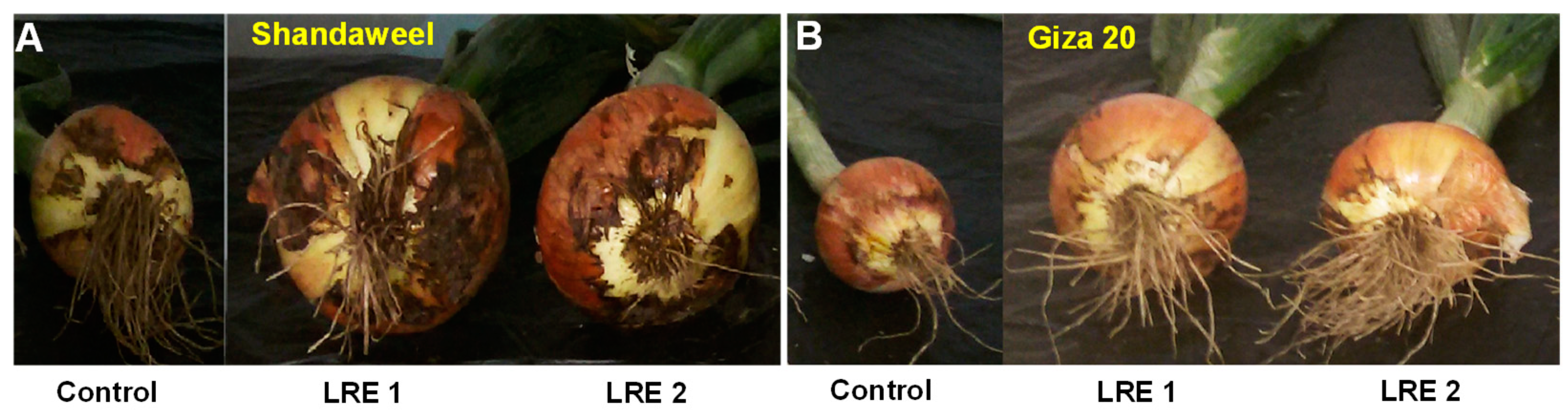 Molecules 26 02633 g006