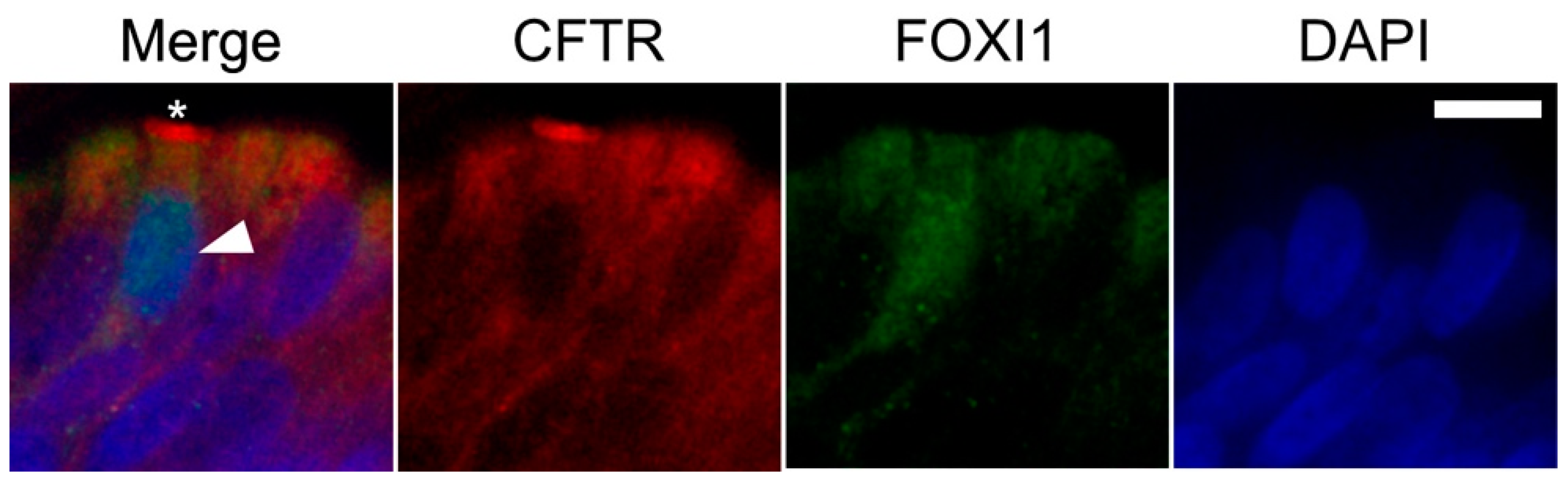 Molecules 26 02639 g005 Molecules 26 02639 g005