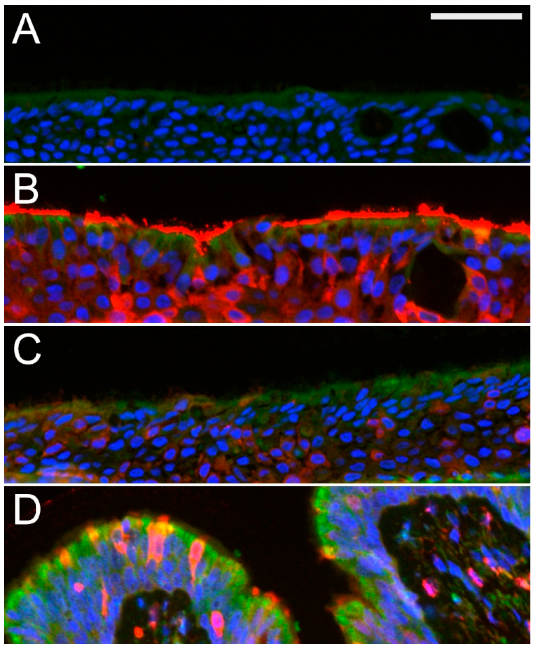 Molecules 26 02639 g008 Molecules 26 02639 g008