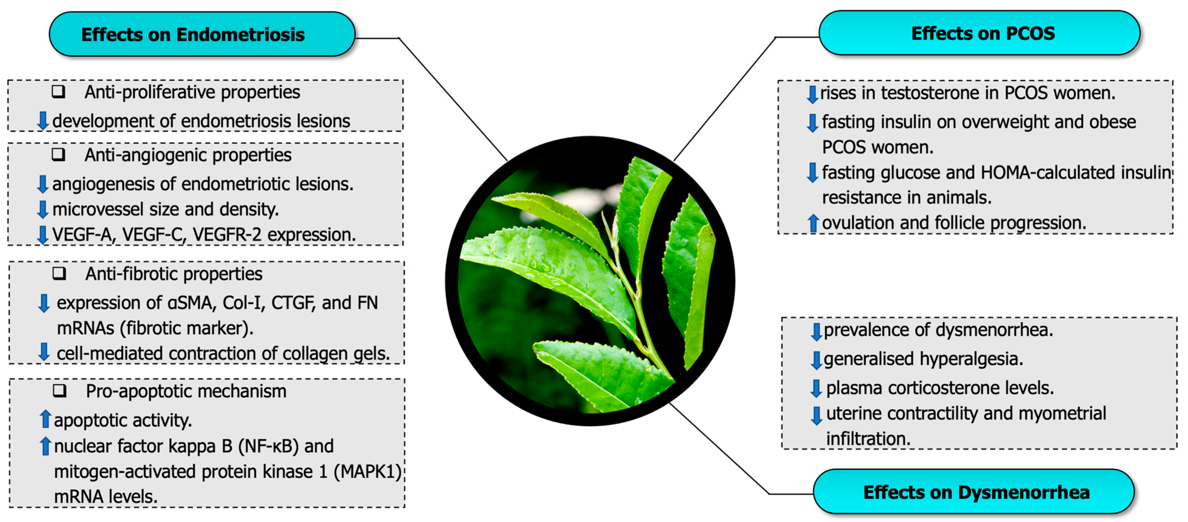 Optimal Timing for Drinking Green Tea with PCOS