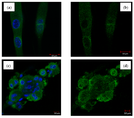Molecules 26 02682 g006a