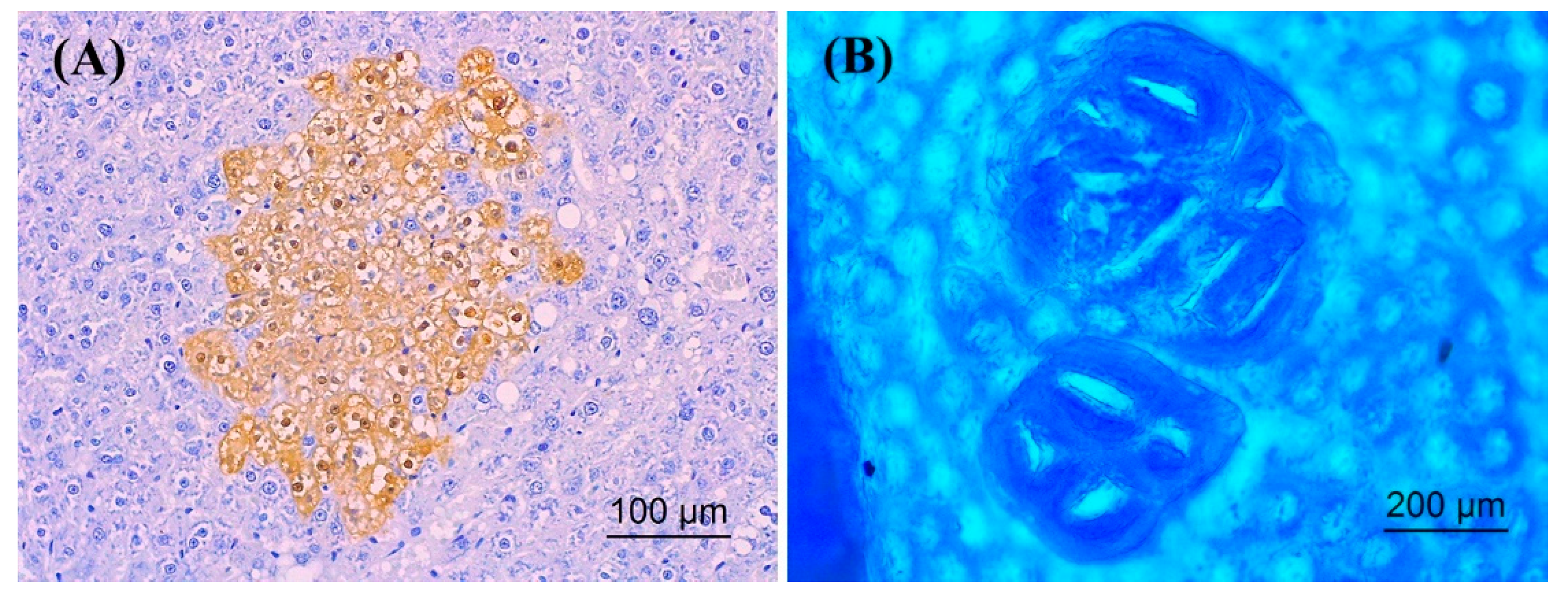 Molecules 26 02718 g006