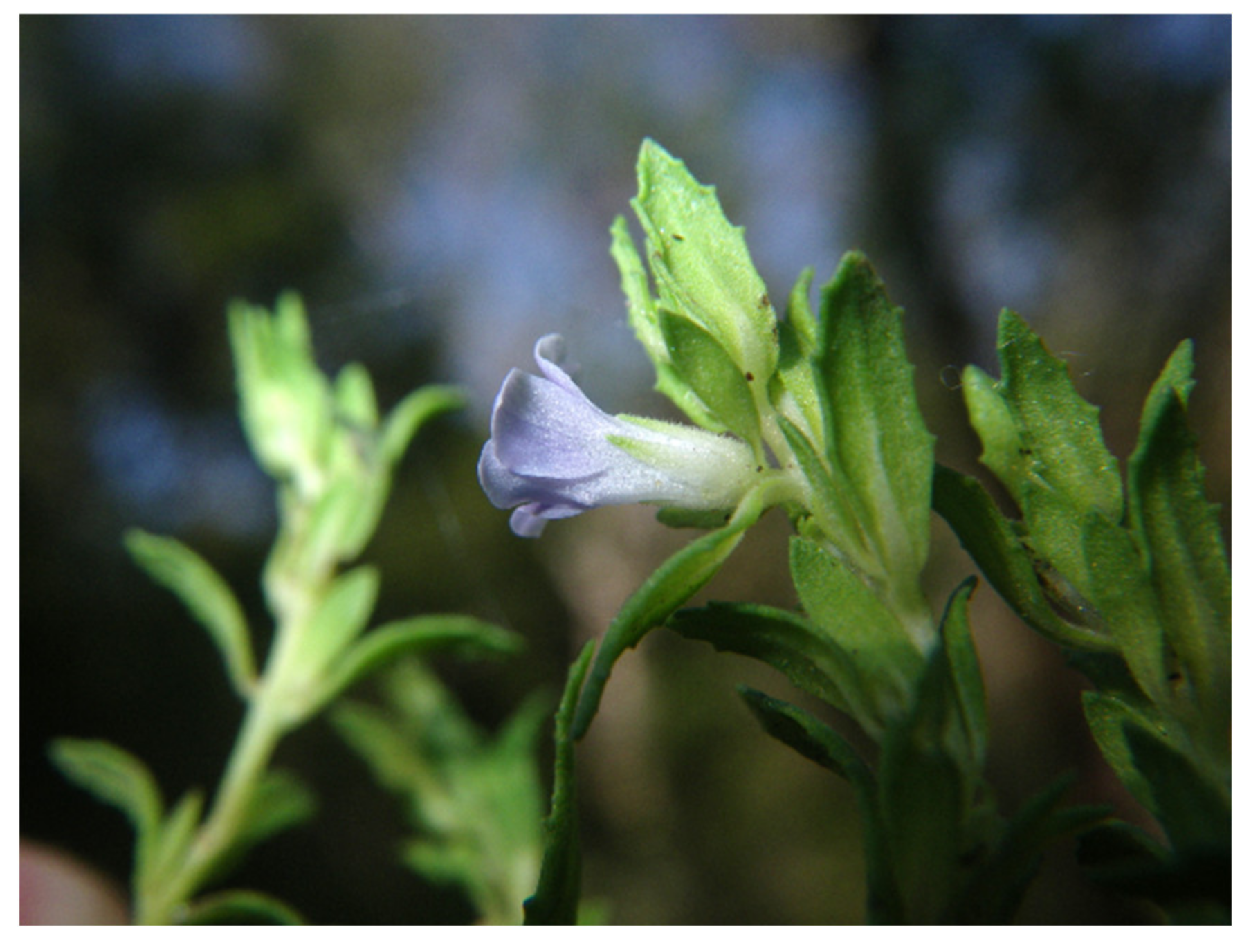 Molecules 26 02761 g003 Molecules 26 02761 g003