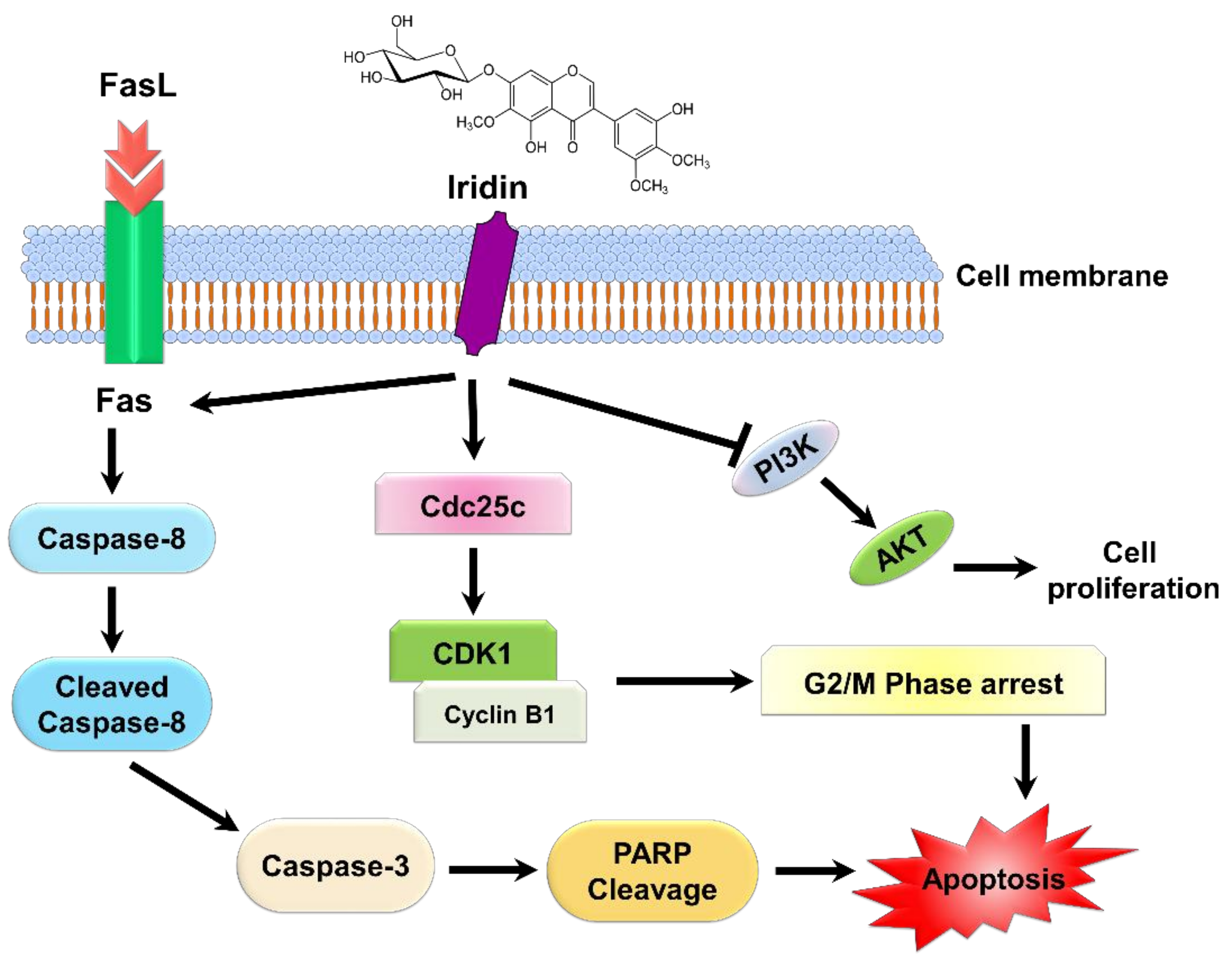 Molecules 26 02802 sch001 Molecules 26 02802 sch001