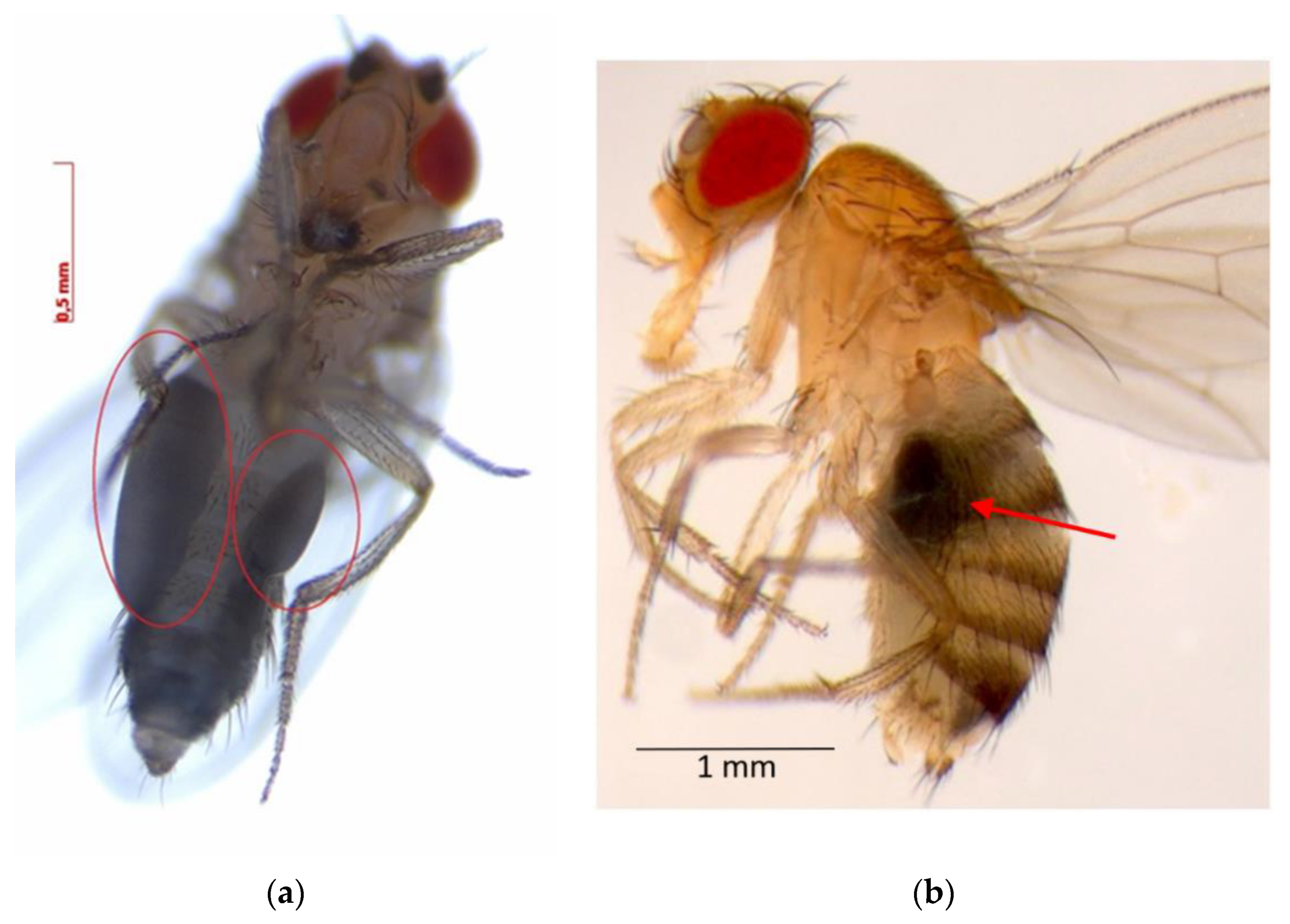 New method preserves viable fruit fly embryos in liquid nitrogen