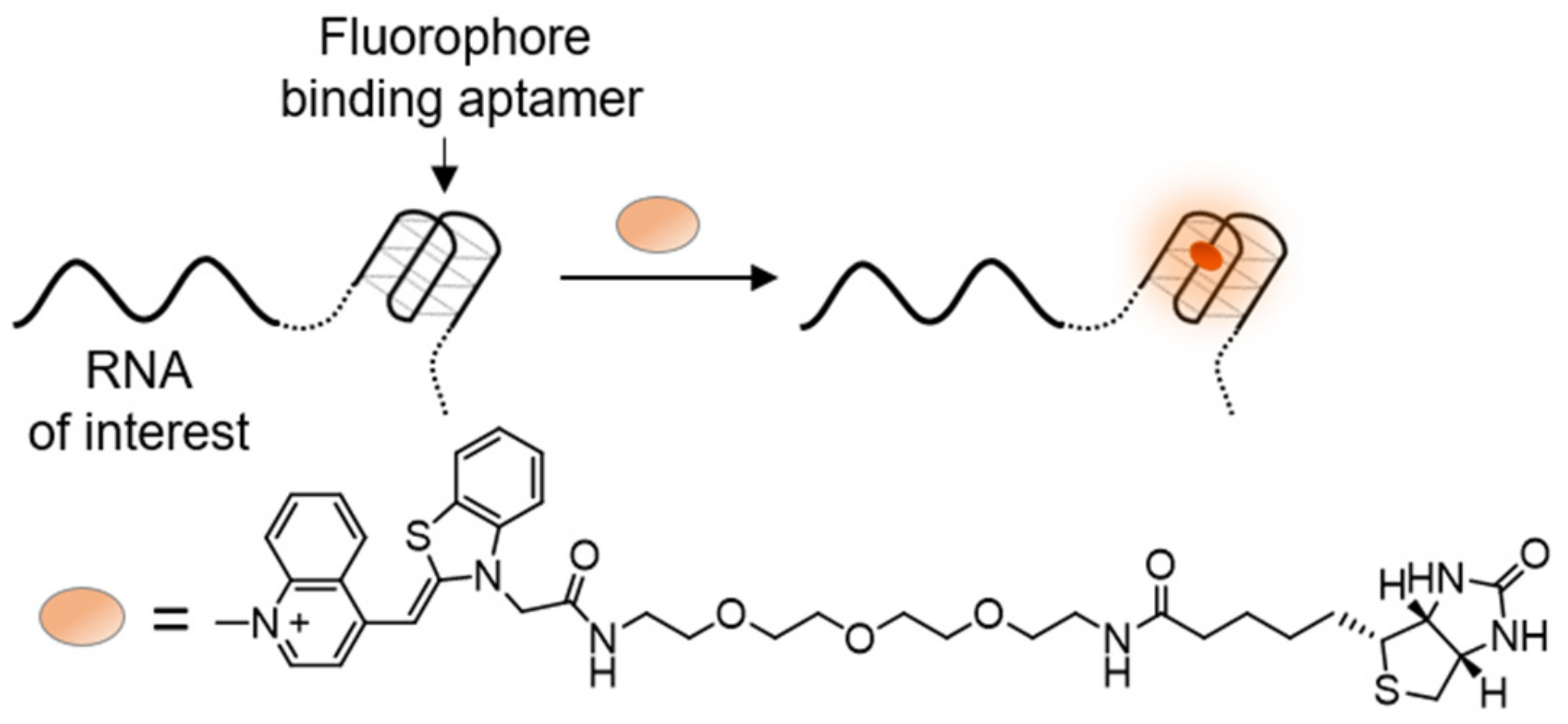 Molecules 26 02828 g012