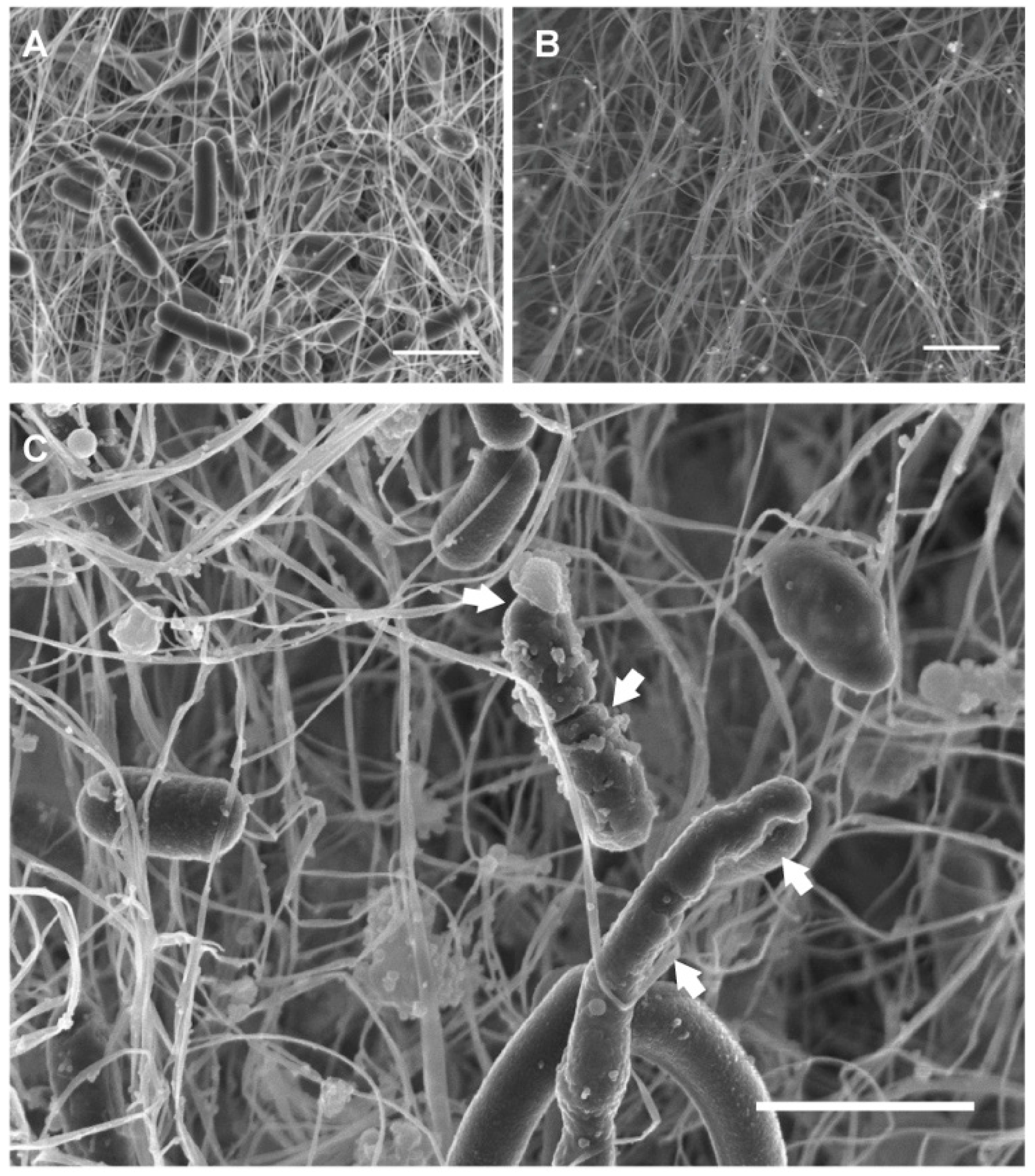 Molecules 26 02848 g003 Molecules 26 02848 g003