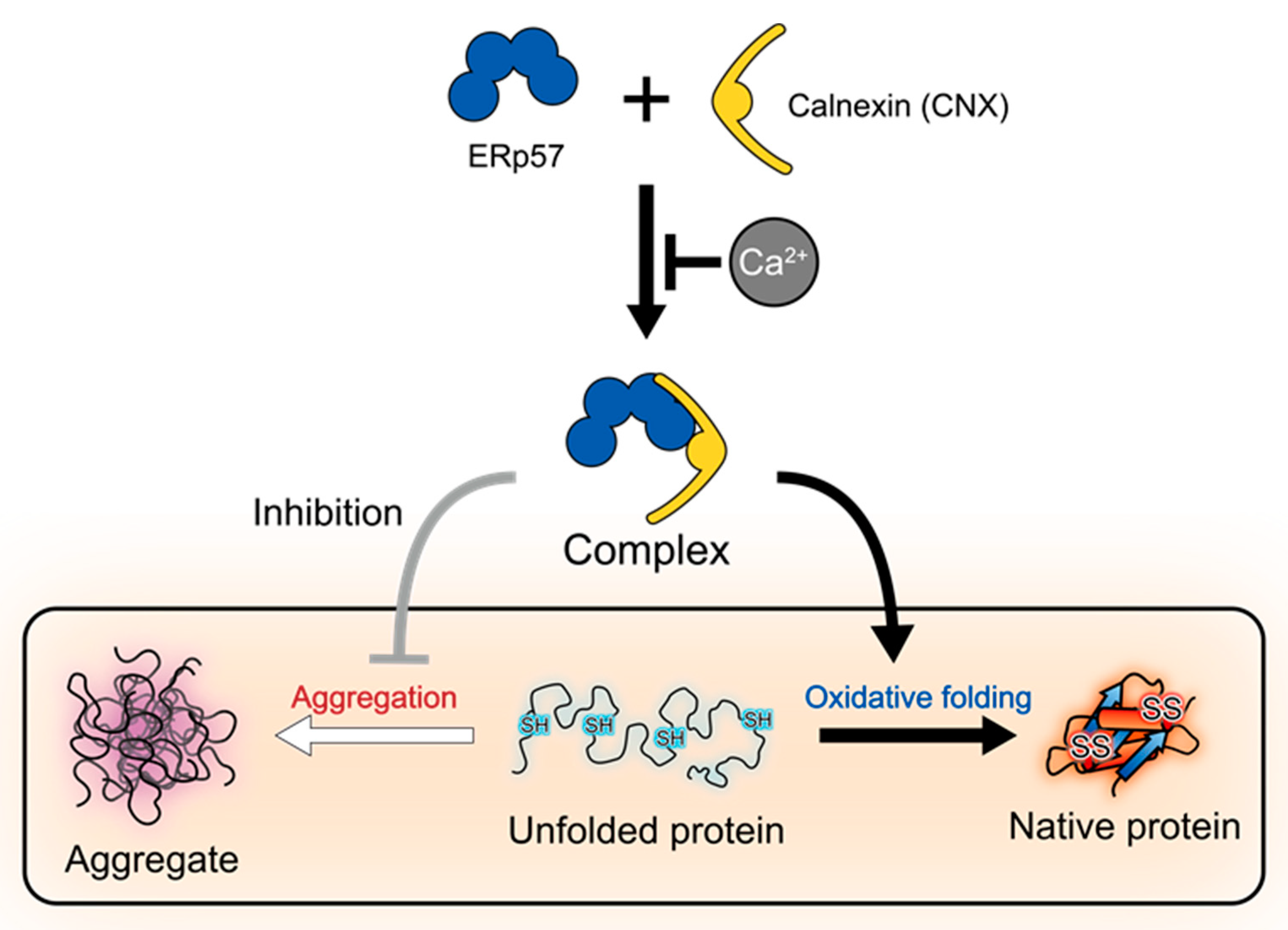 Molecules 26 02853 g005 Molecules 26 02853 g005