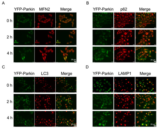 Nujiangexanthone A Inhibits Cervical Cancer Cell