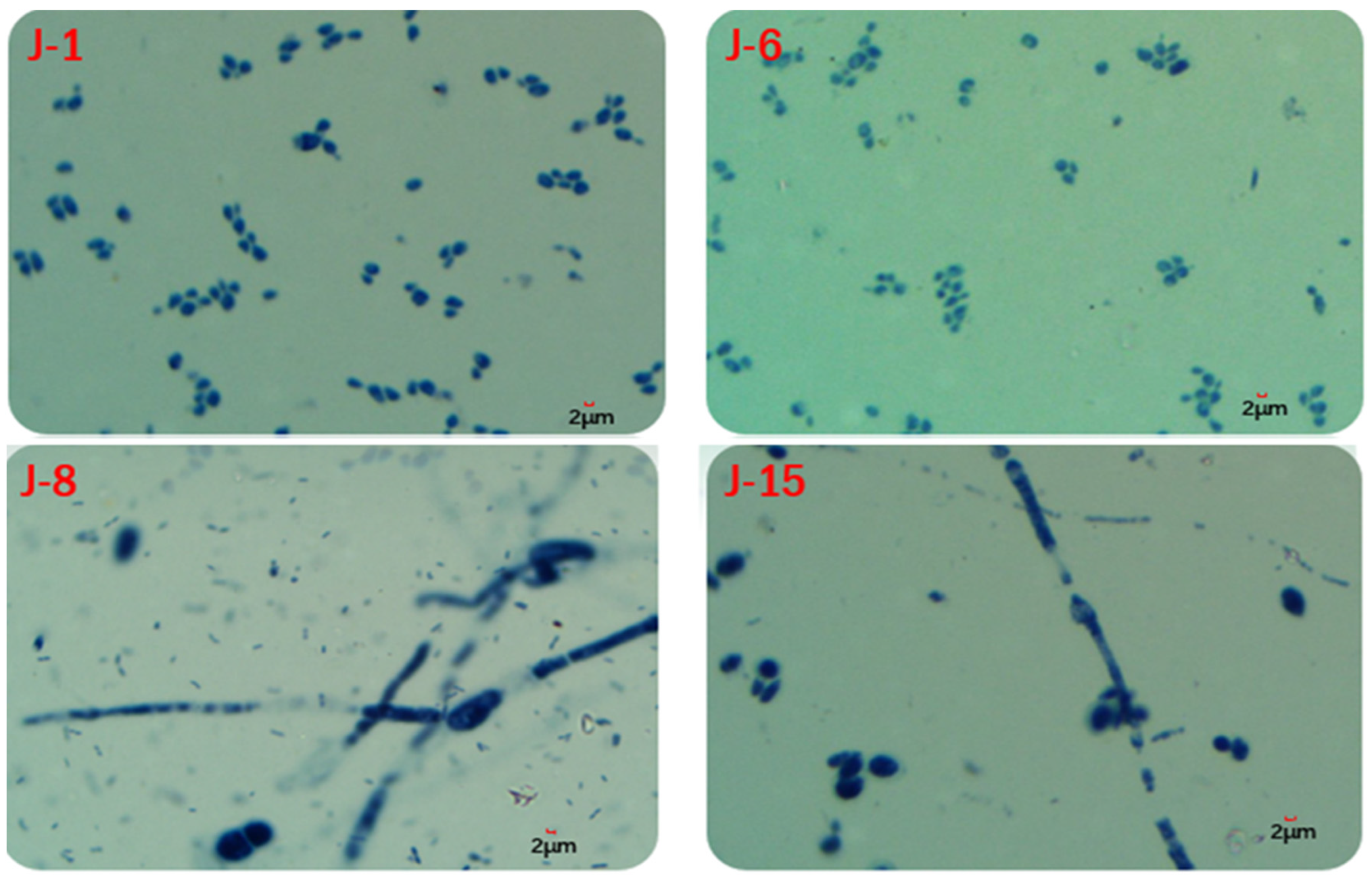 Molecules 26 02862 g013