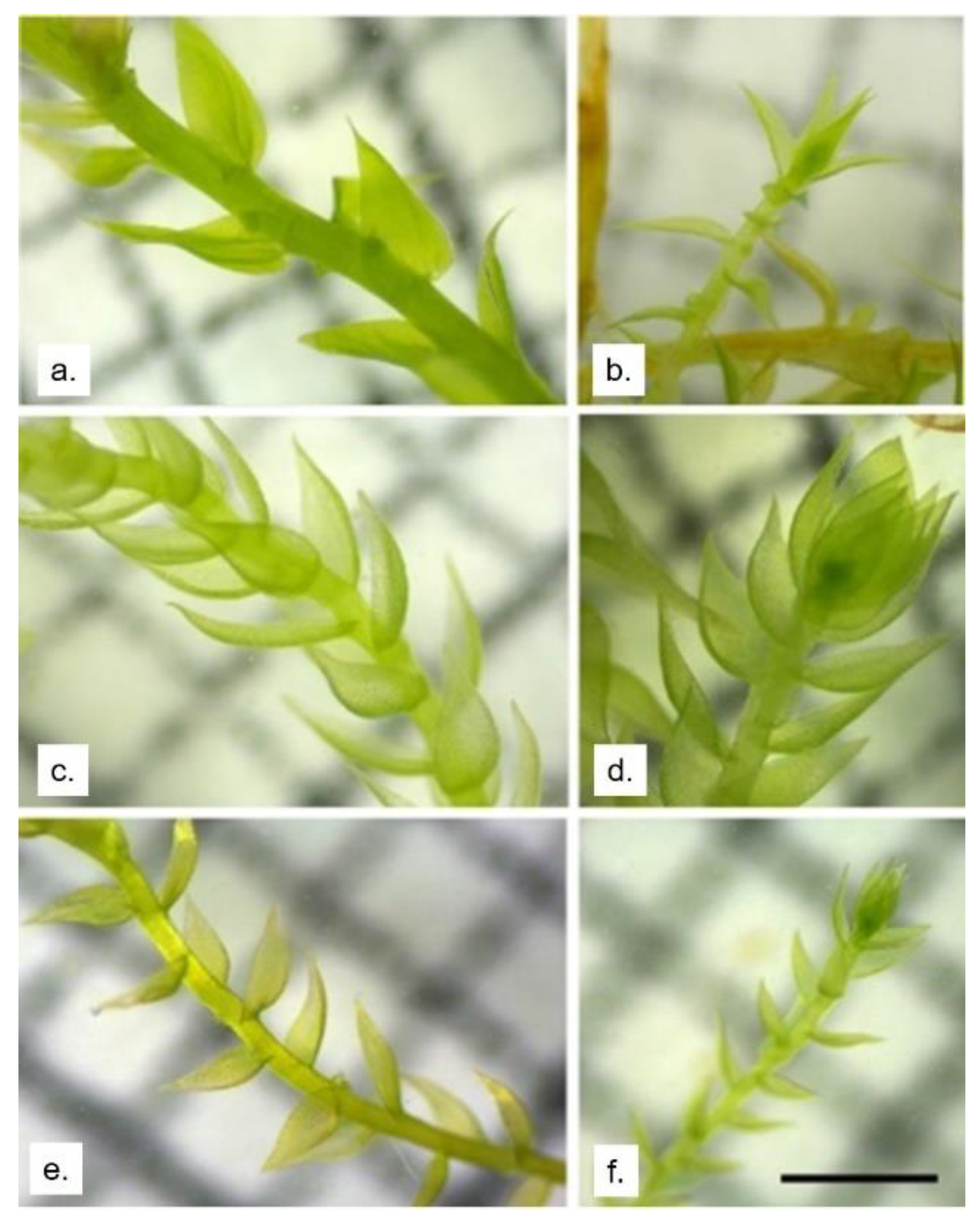 Molecules 26 02885 g007