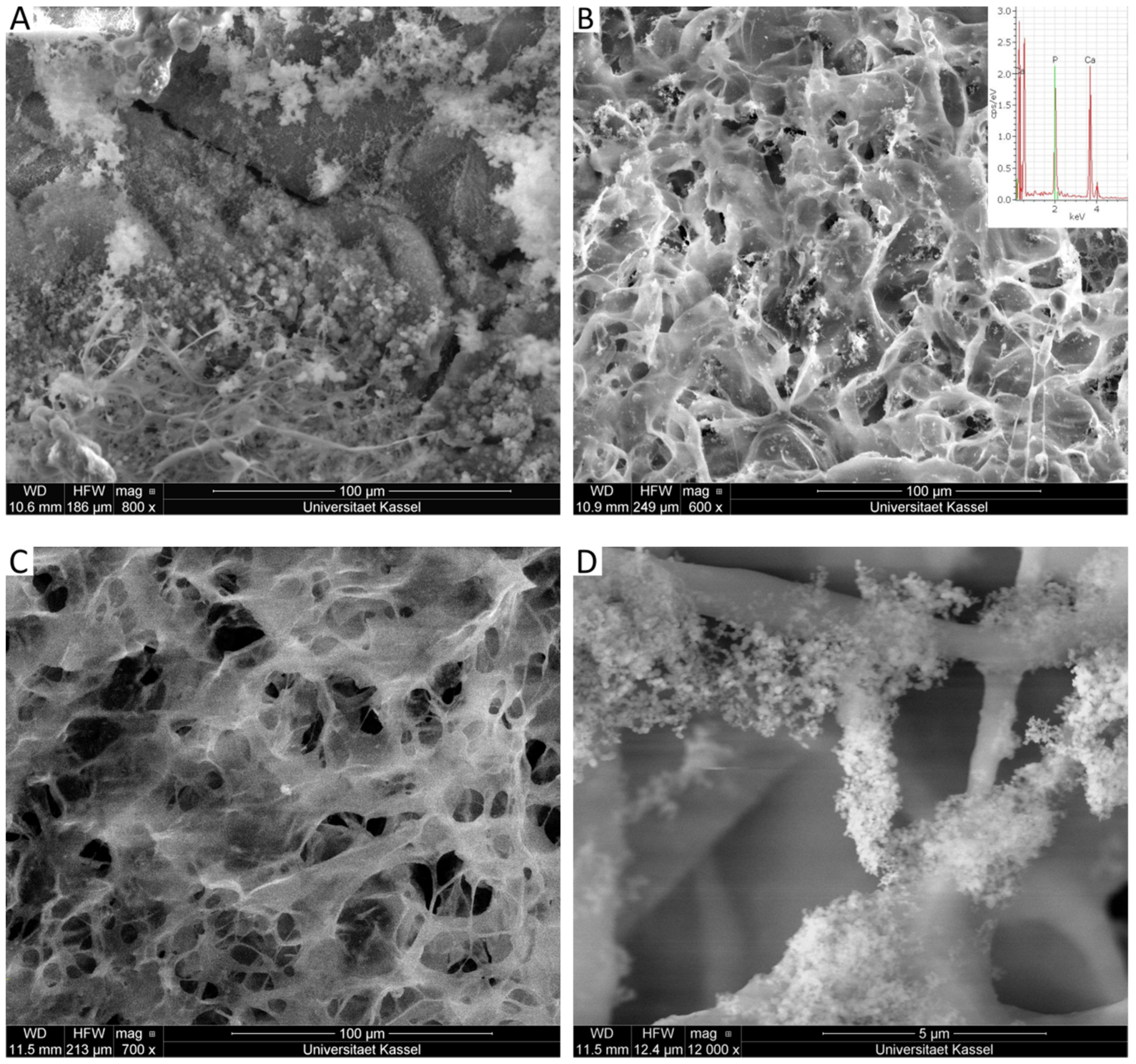 Molecules 26 02899 g009