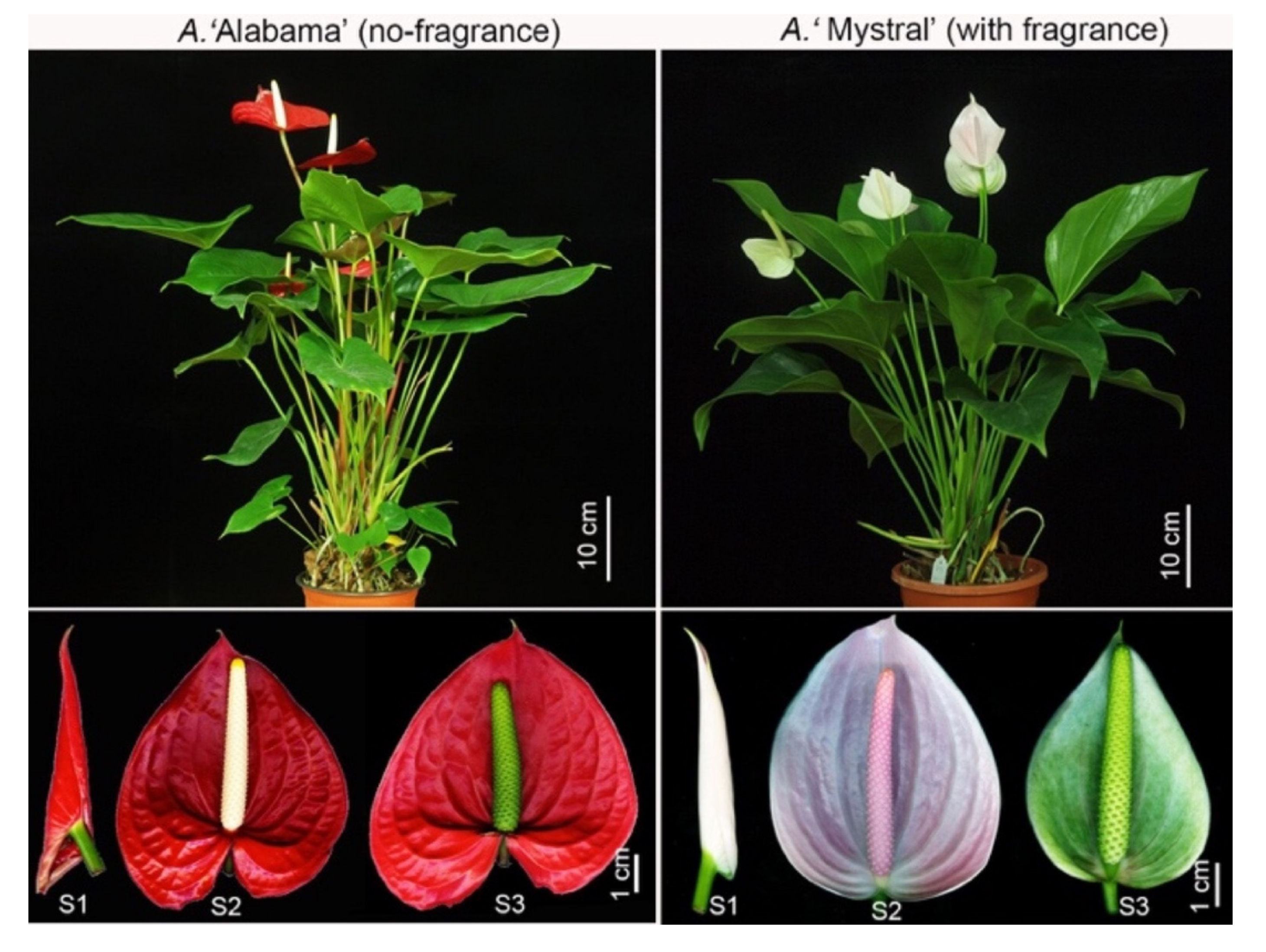 Molecules 26 02902 g002
