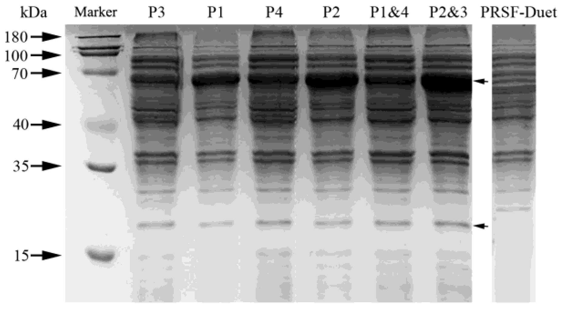 Molecules 26 02919 g001 Molecules 26 02919 g001