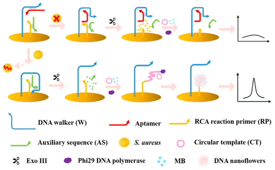 Molecules Free Full Text Electrochemical Biosensors In Food Safety Challenges And Perspectives Html