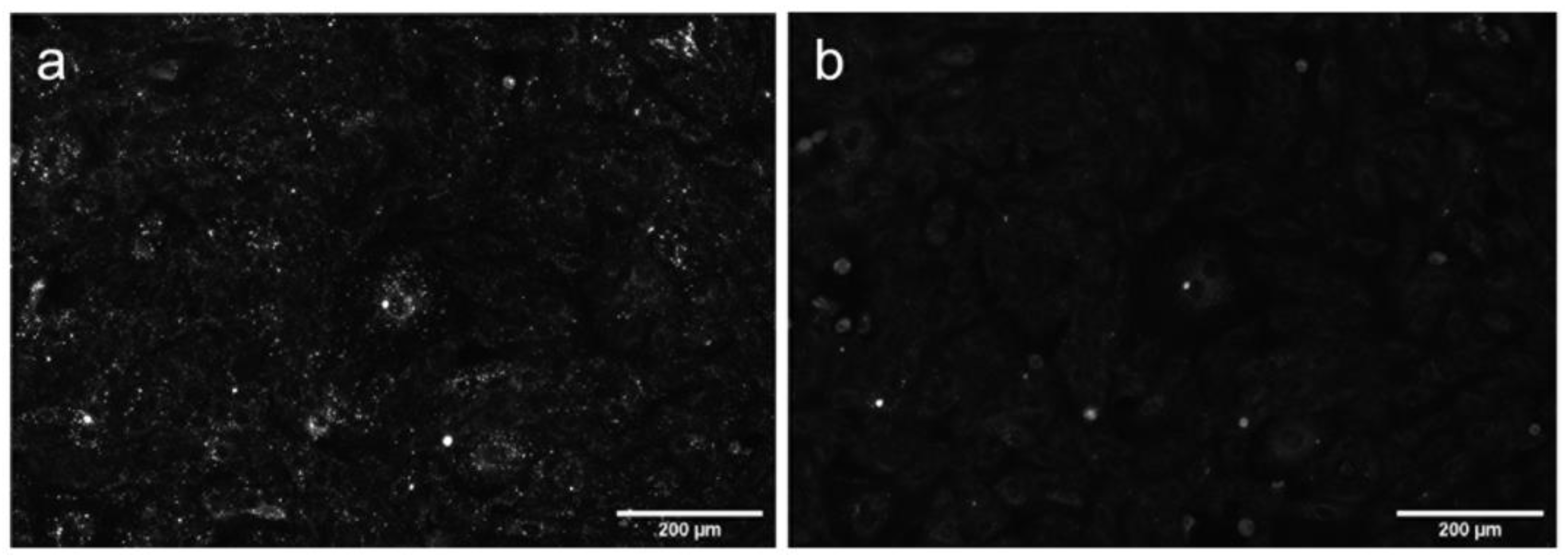 Molecules 26 02997 g006