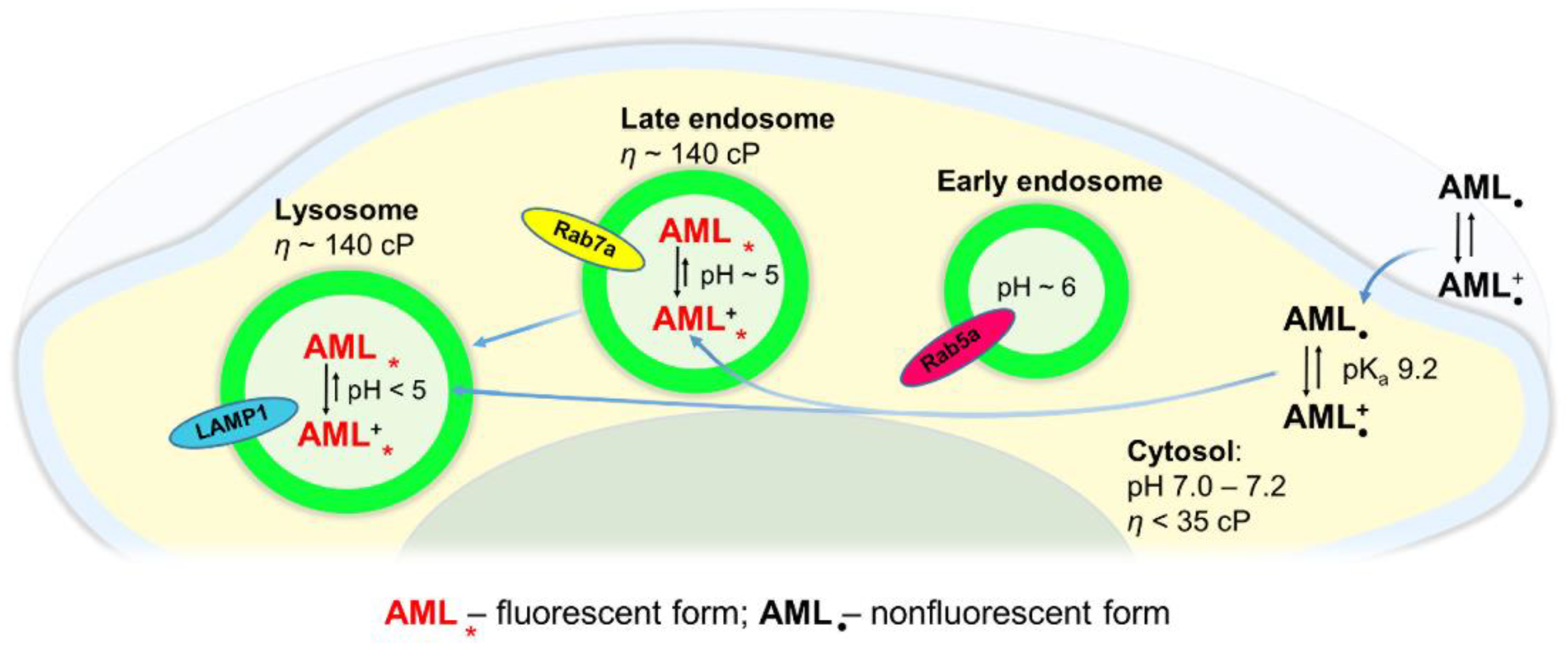 Molecules 26 02997 g007