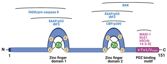 Molecules Free Full Text Ppi Modulators Of E6 As Potential Targeted Therapeutics For Cervical Cancer Progress And Challenges In Targeting E6 Html