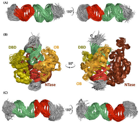 Structural Landscape of the Transition from an ssDNA Dumbbell Plus Its ...
