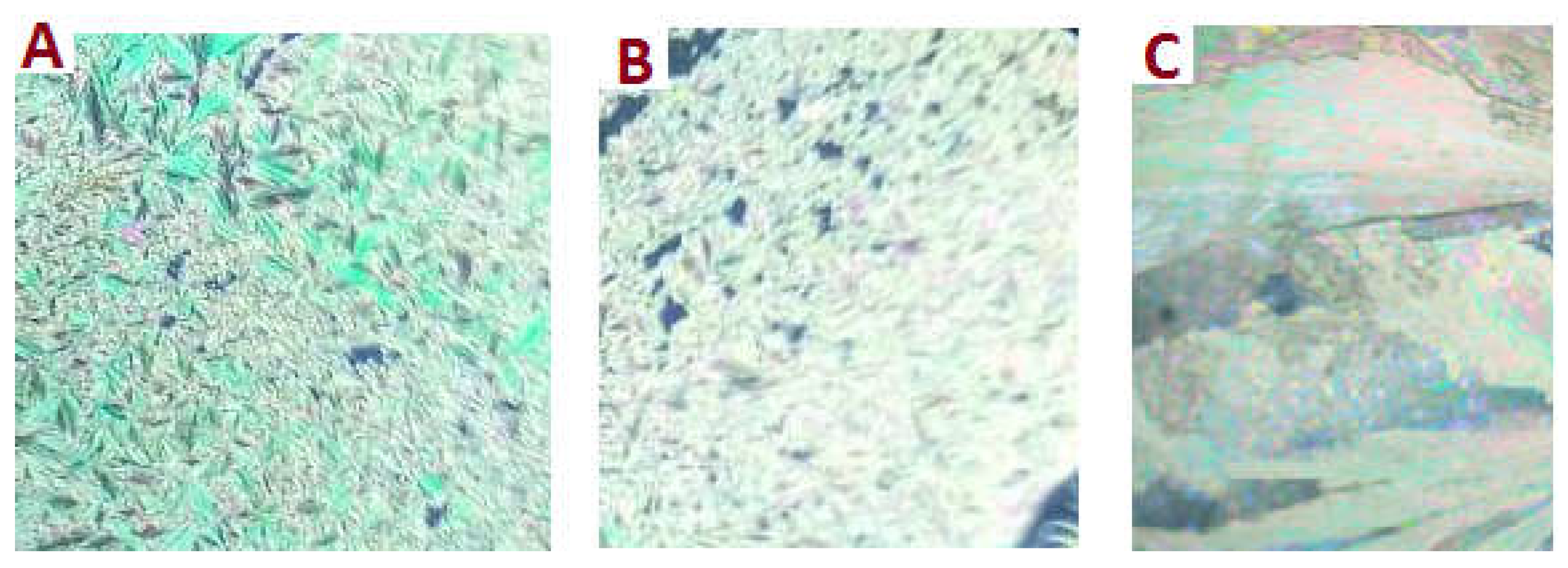 Molecules 26 03035 g002