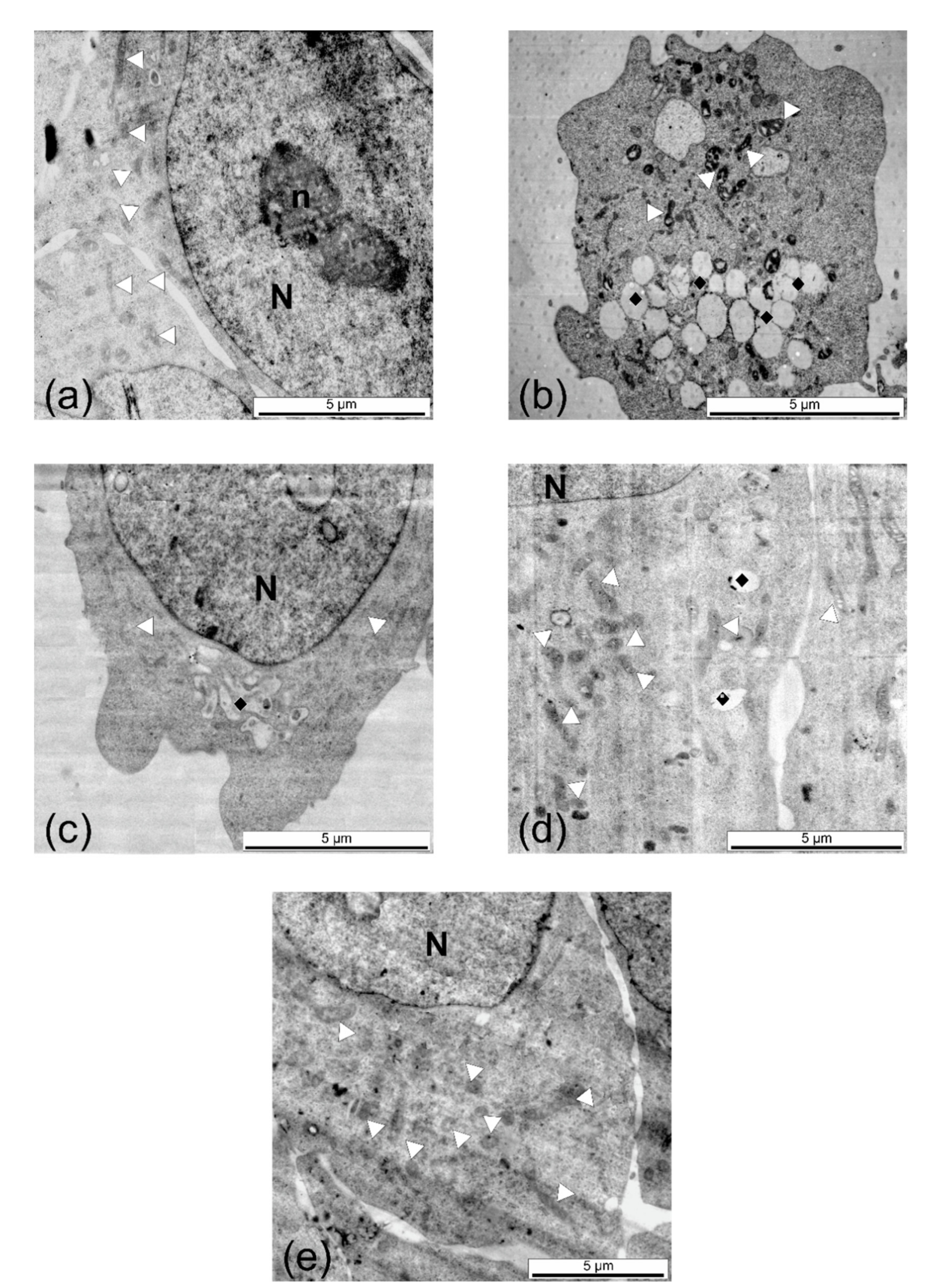 Molecules 26 03040 g008