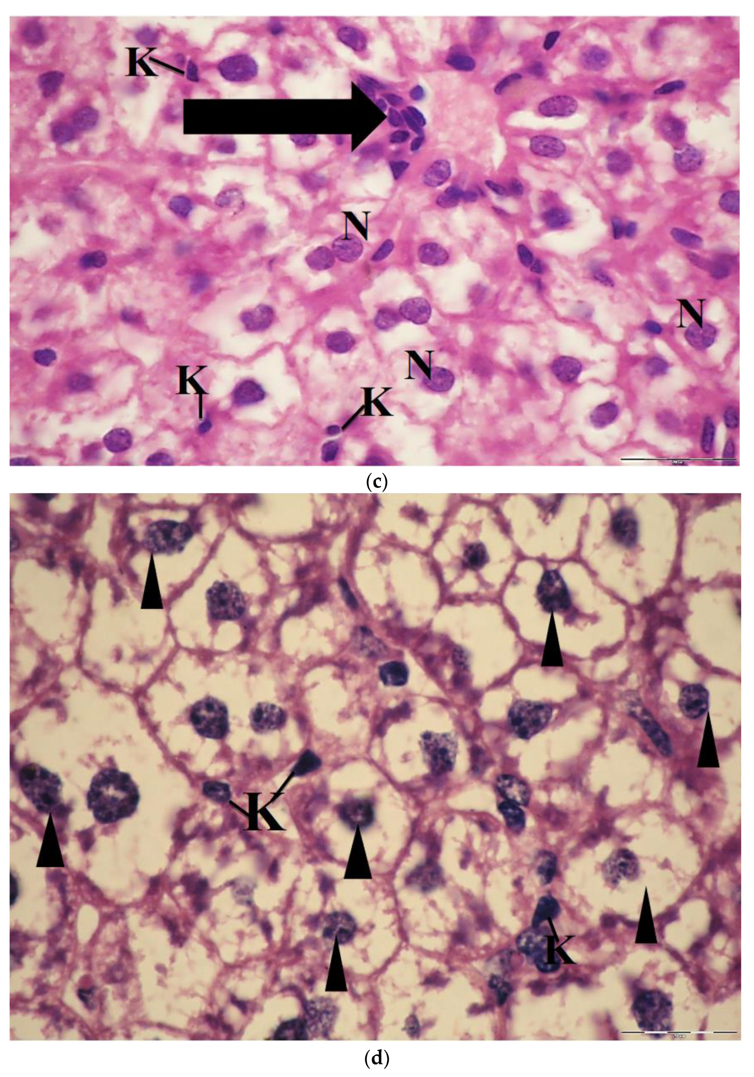 Molecules 26 03045 g008b