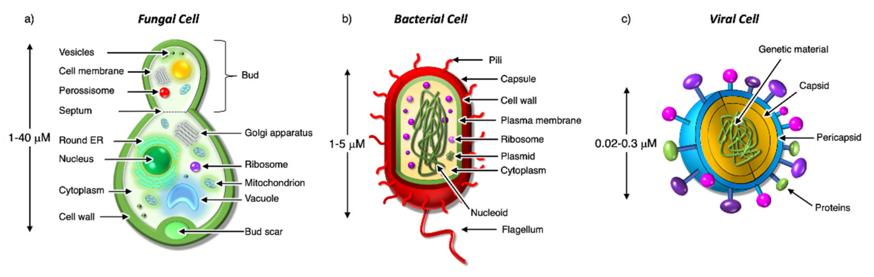 Molecules 26 03088 g007