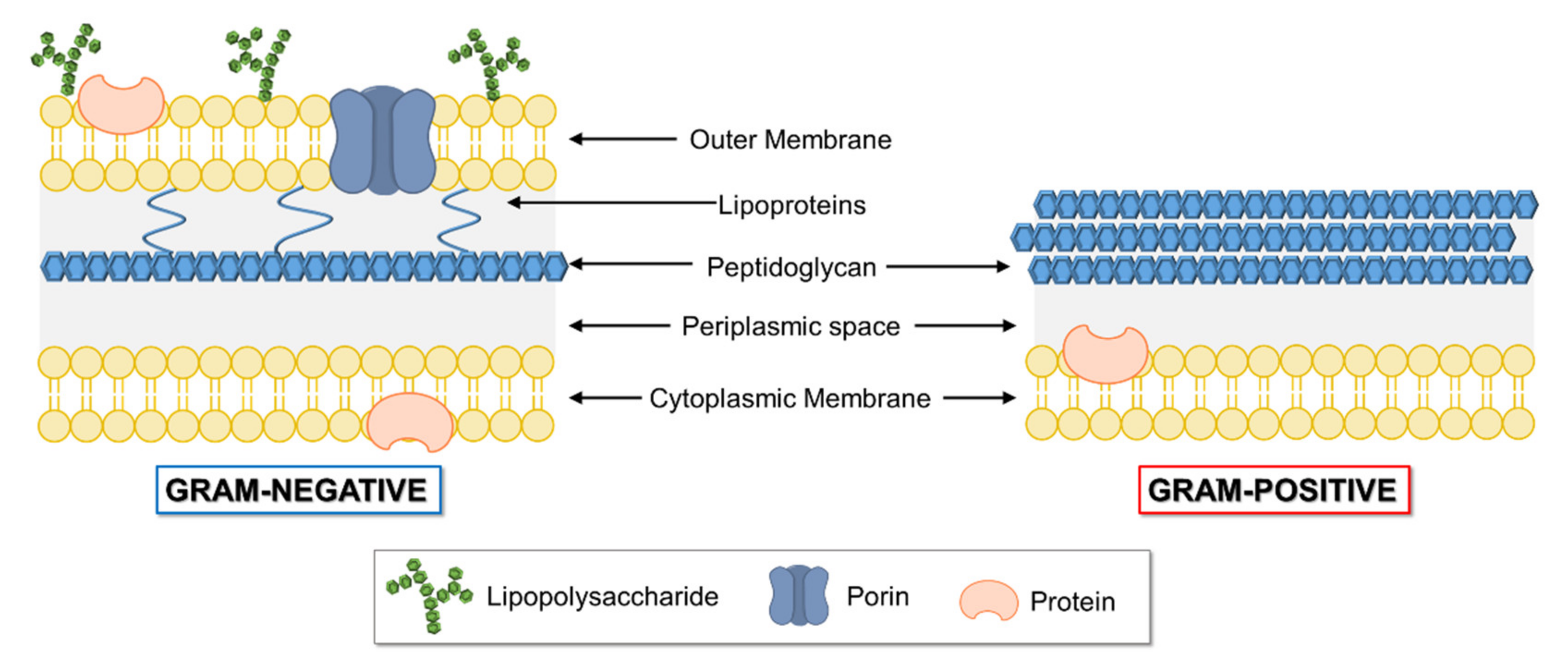 Molecules 26 03088 g008