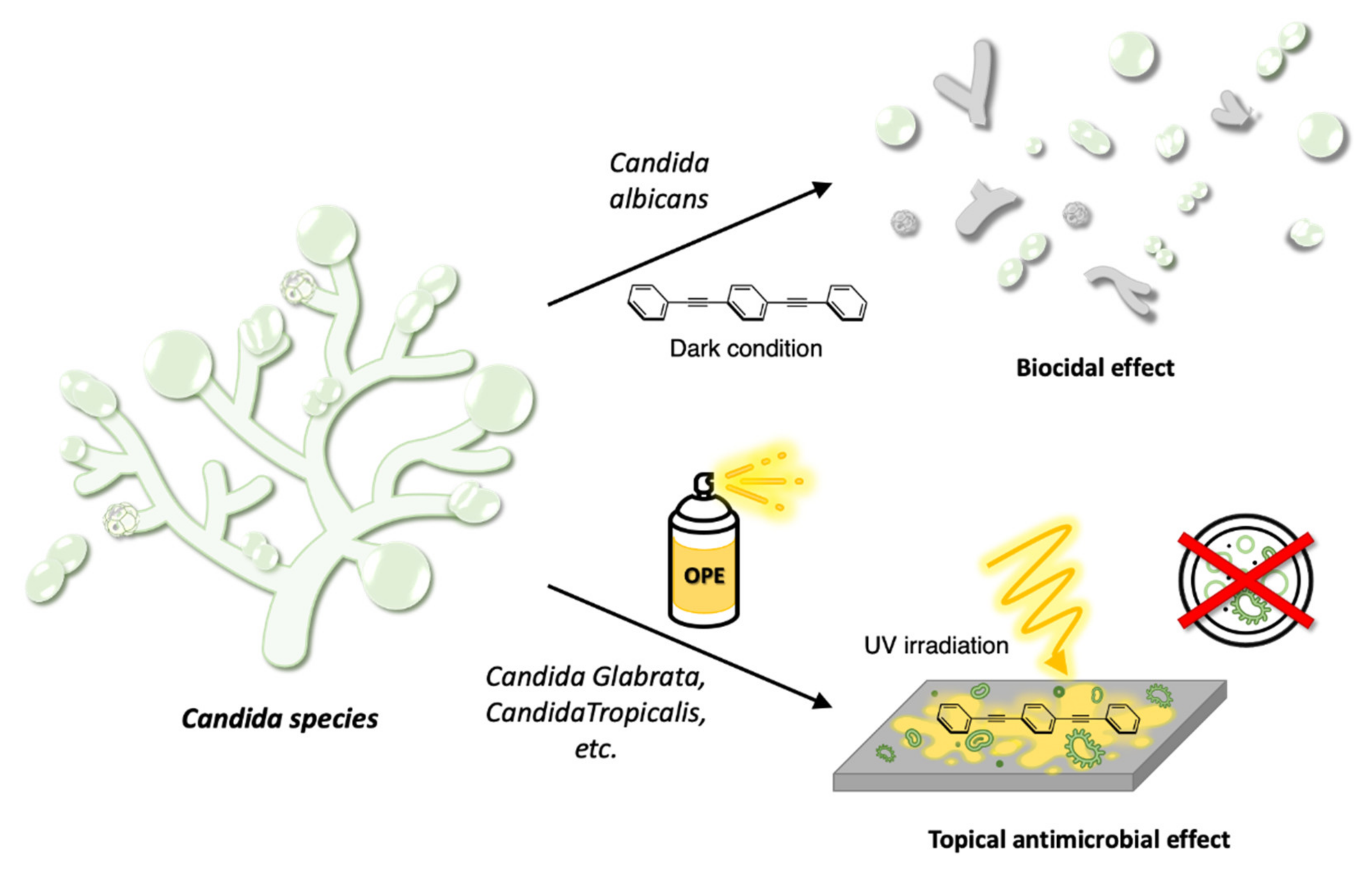 Molecules 26 03088 g011