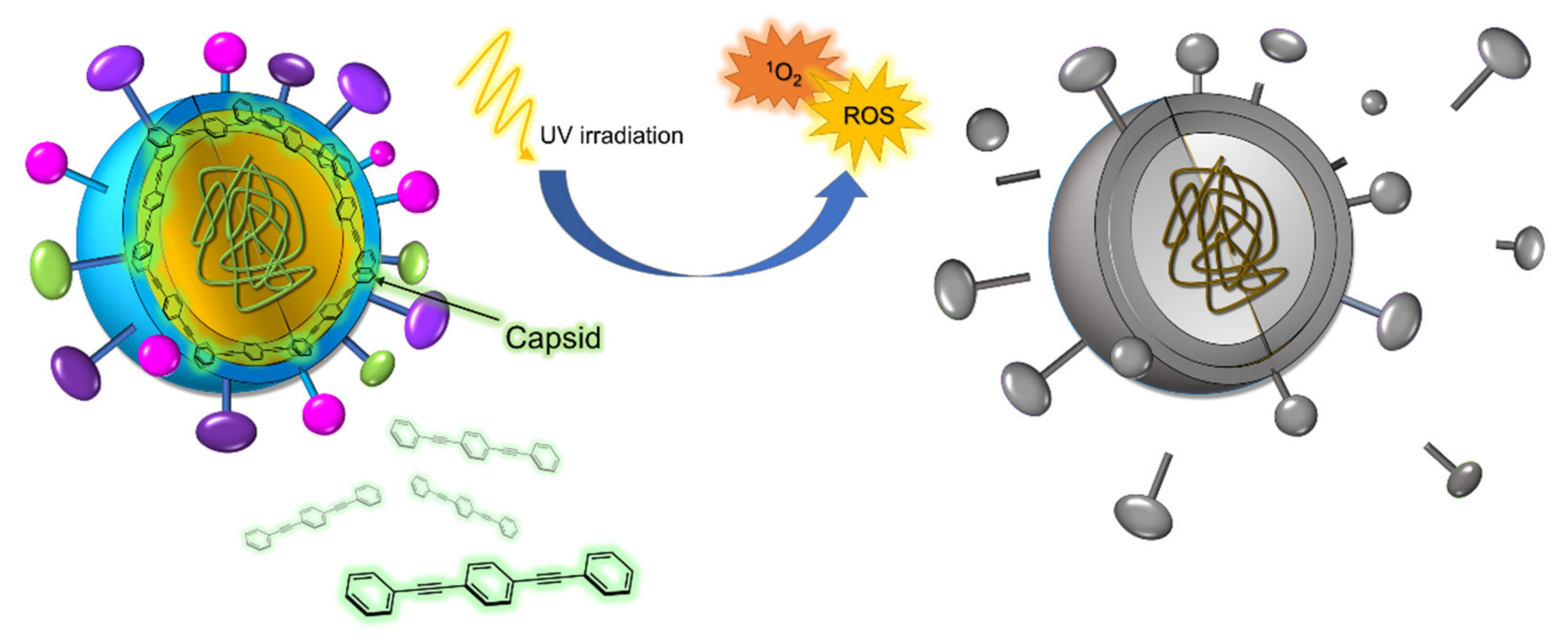 Molecules 26 03088 g012