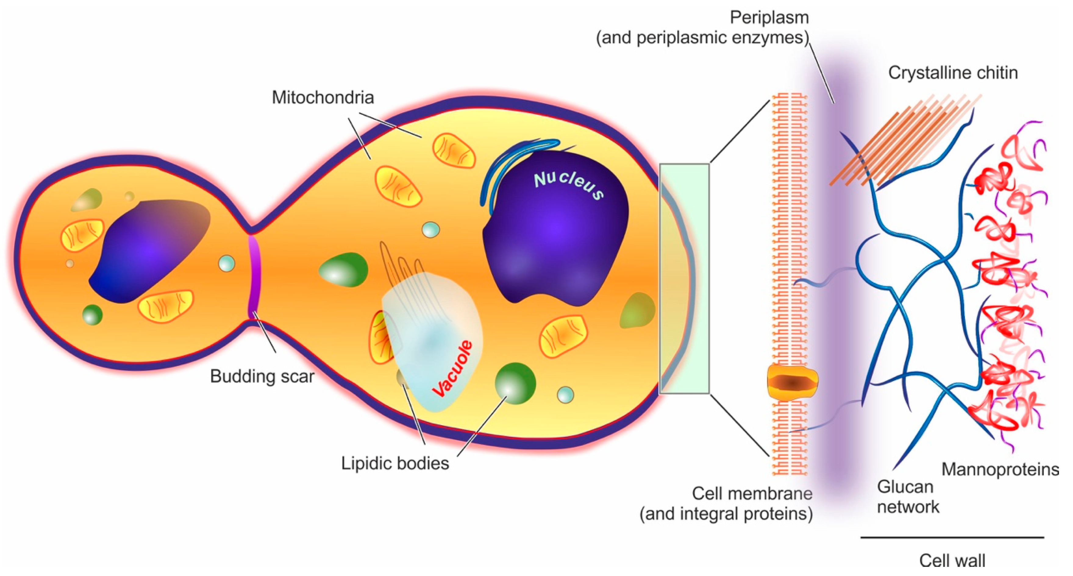 Saccharomyces Cerevisiae Yeast Photograph by Scimat - Pixels