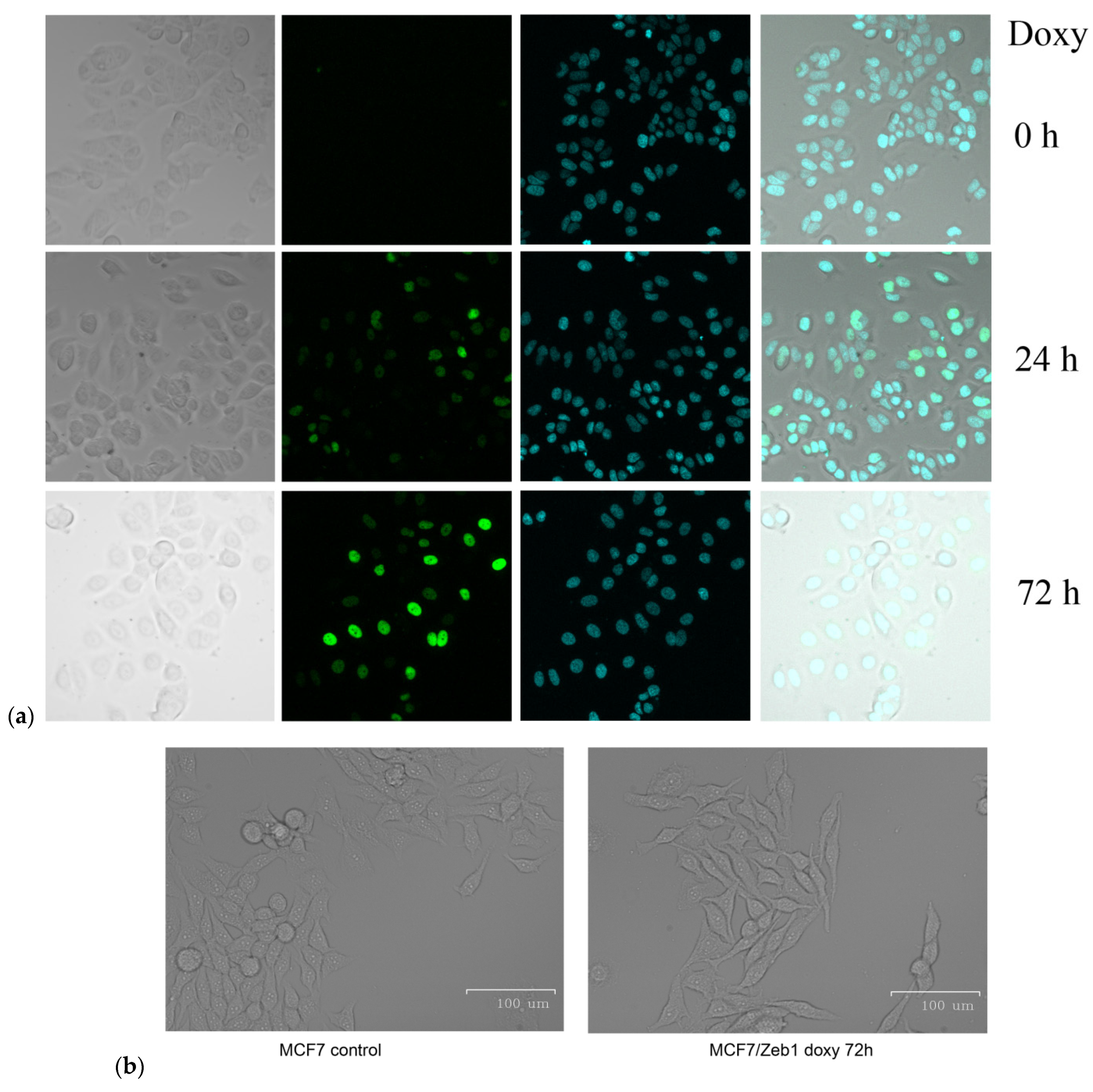 Molecules 26 03143 g001a