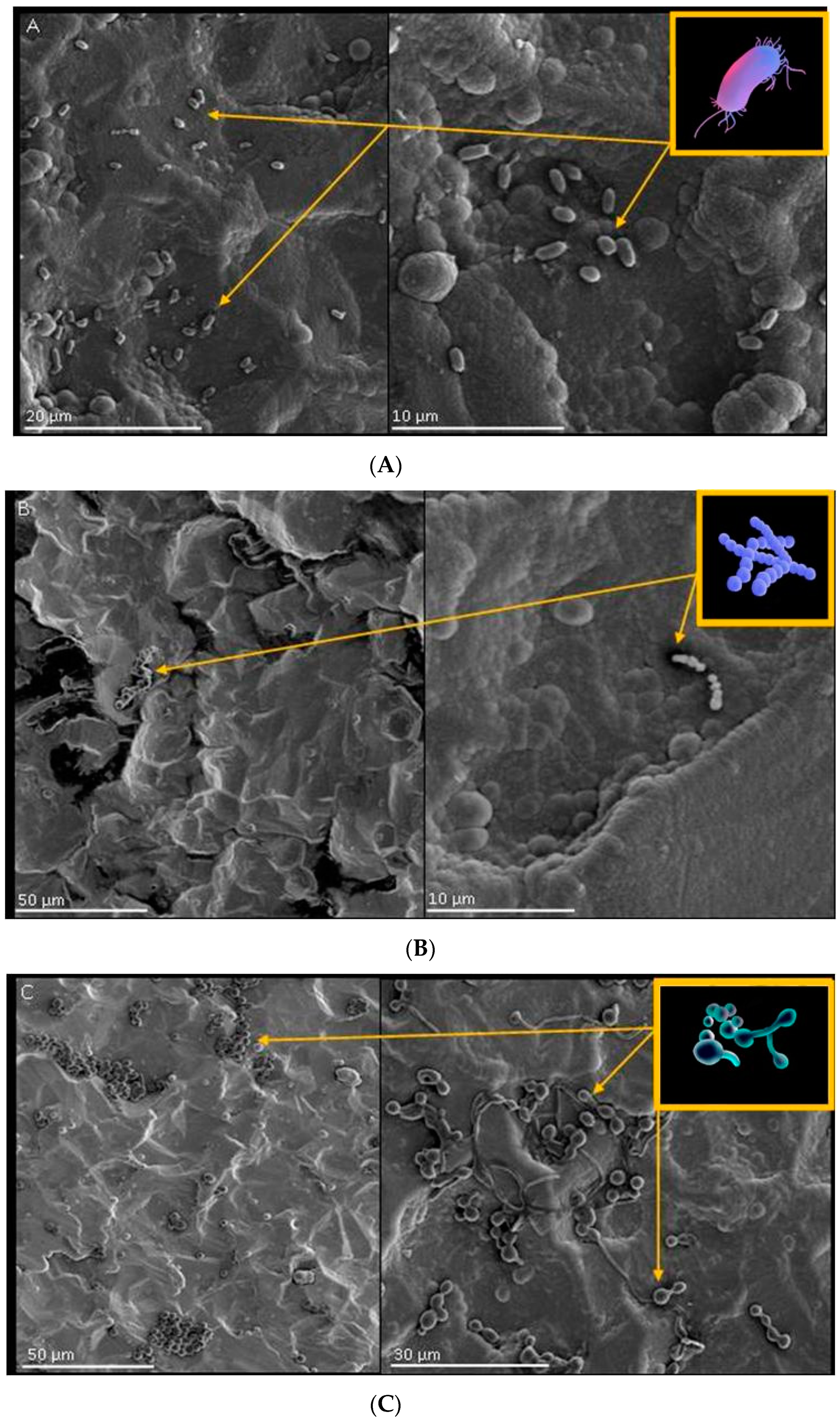 Molecules 26 03145 g005 Molecules 26 03145 g005