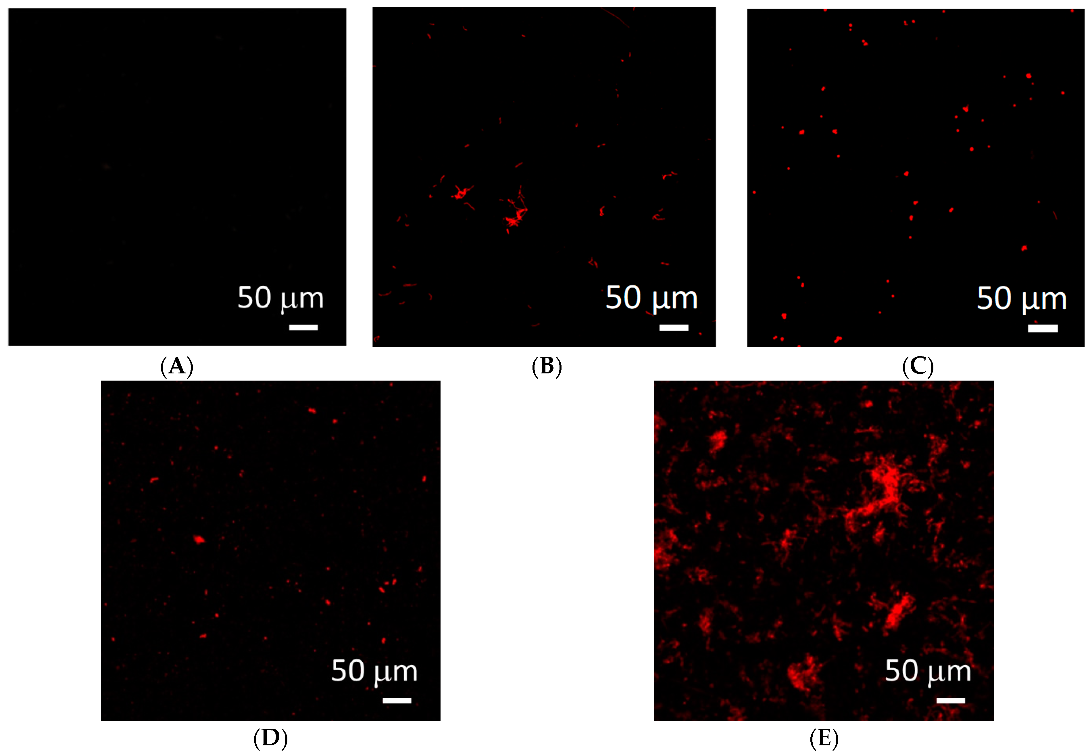 Molecules 26 03145 g006 Molecules 26 03145 g006