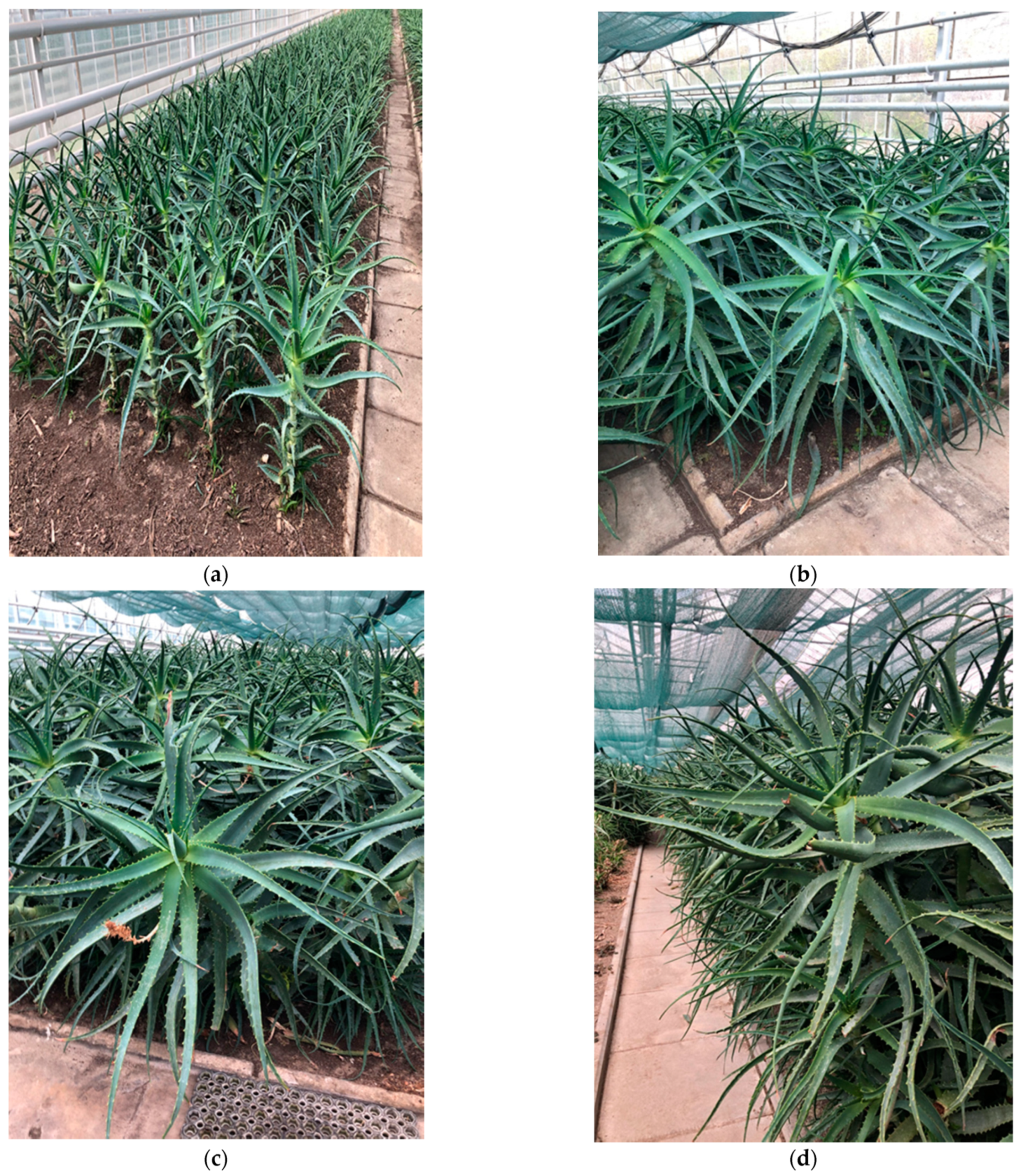 Molecules 26 03204 g008