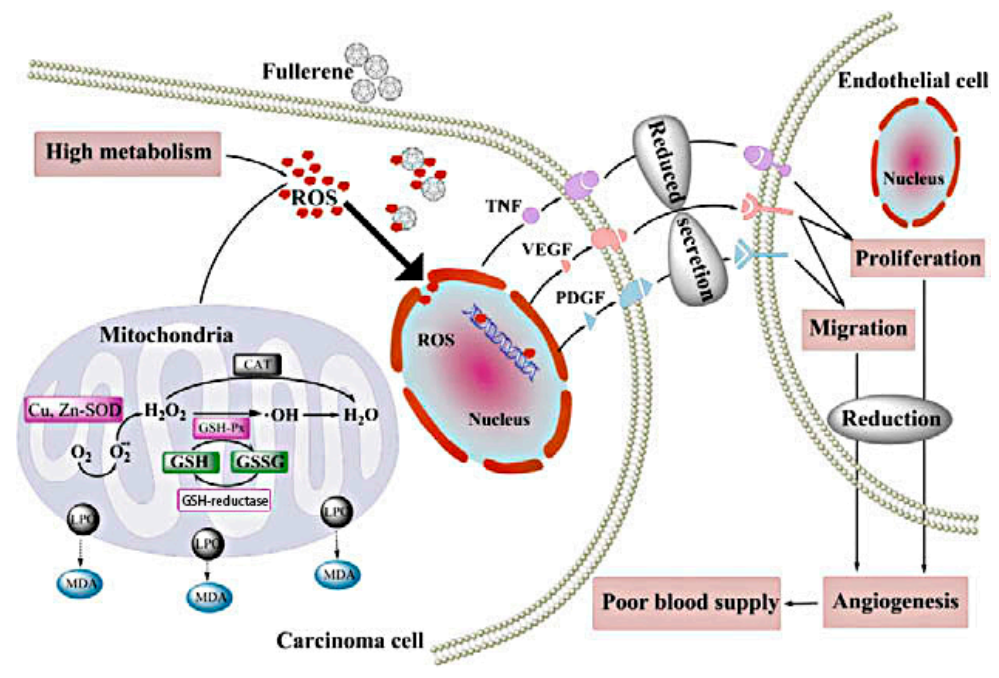 Molecules 26 03252 g003 Molecules 26 03252 g003