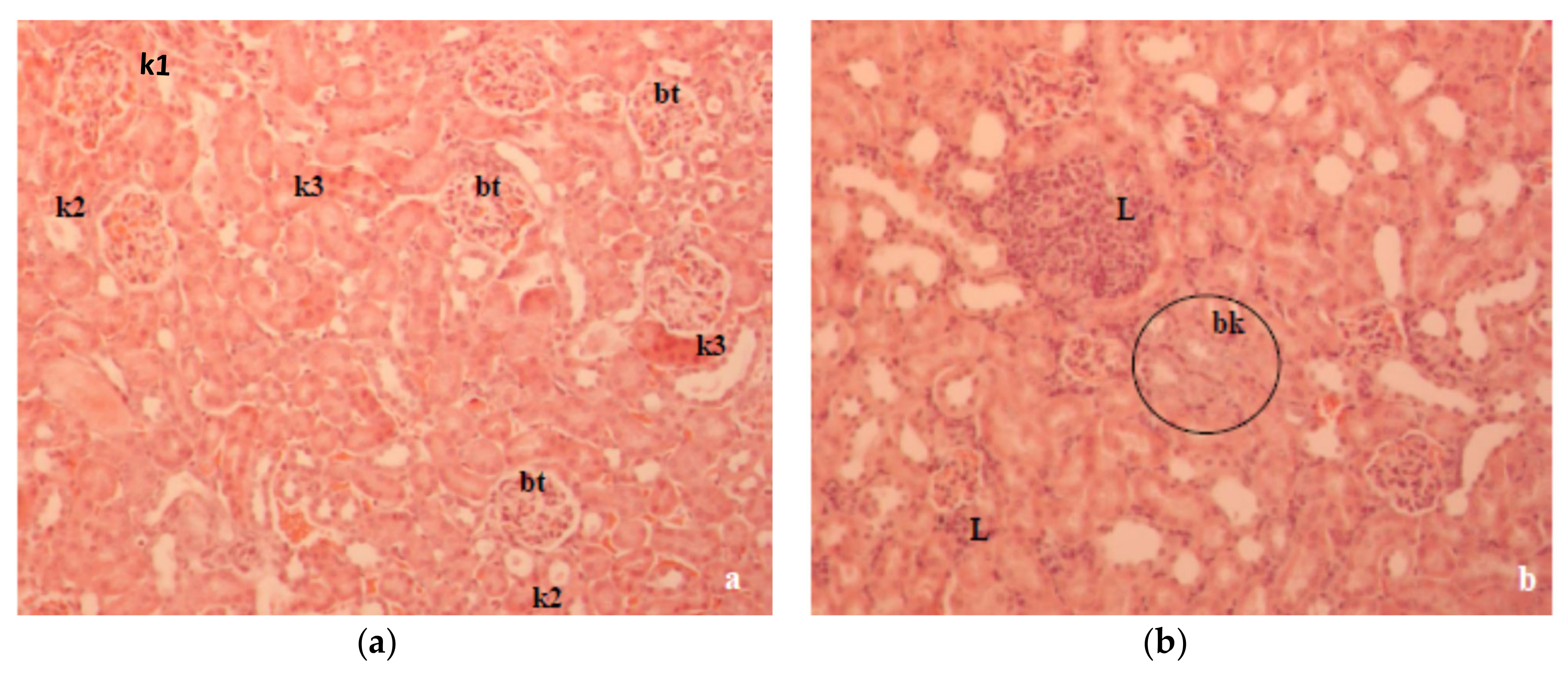 Molecules 26 03262 g007