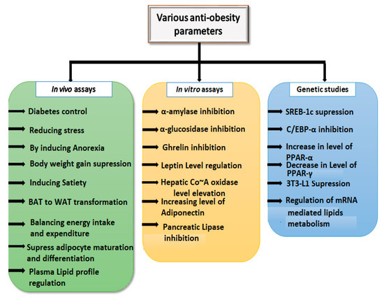 Molecules Free Full Text A Review On Obesity Management Through Natural Compounds And A Green Nanomedicine Based Approach Html Molecules Free Full Text A Review On Obesity Management Through Natural Compounds And A Green Nanomedicine Based Approach Html