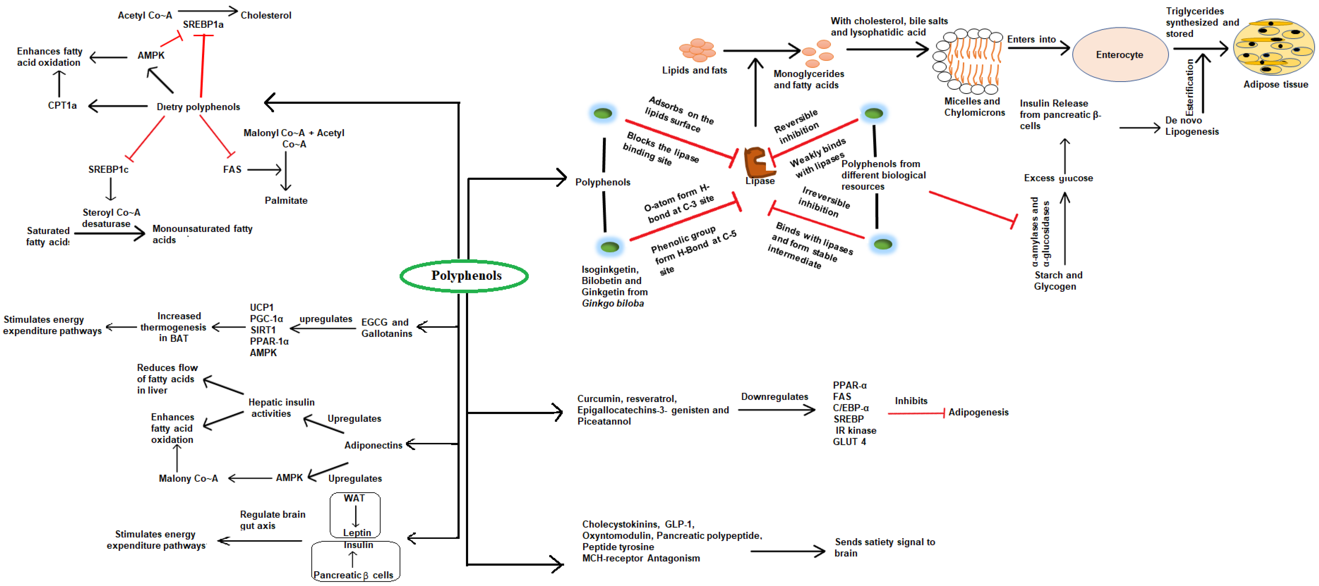 Molecules Free Full Text A Review On Obesity Management Through Natural Compounds And A Green Nanomedicine Based Approach Html Molecules Free Full Text A Review On Obesity Management Through Natural Compounds And A Green Nanomedicine Based Approach Html