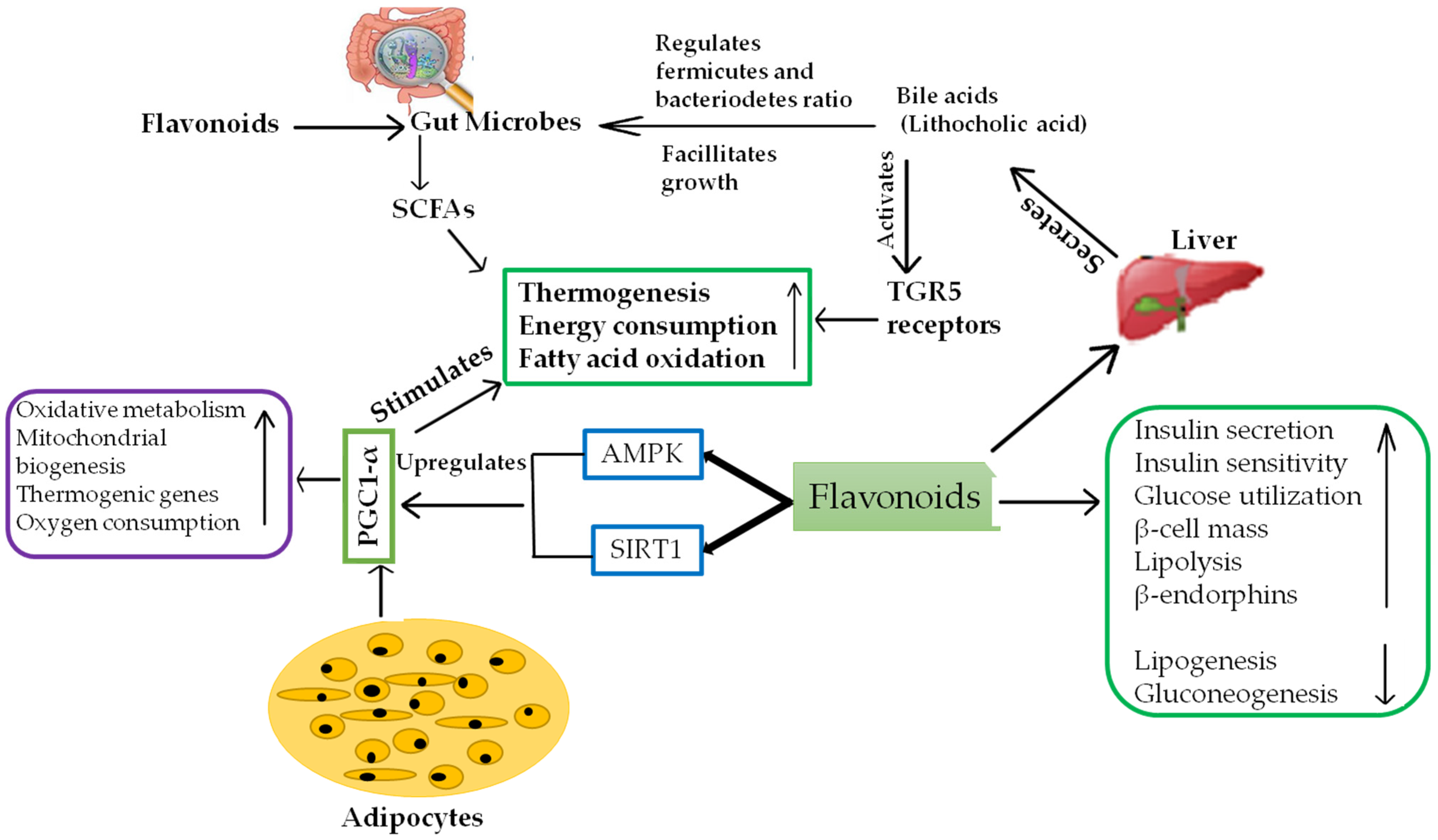 Molecules Free Full Text A Review On Obesity Management Through Natural Compounds And A Green Nanomedicine Based Approach Html Molecules Free Full Text A Review On Obesity Management Through Natural Compounds And A Green Nanomedicine Based Approach Html