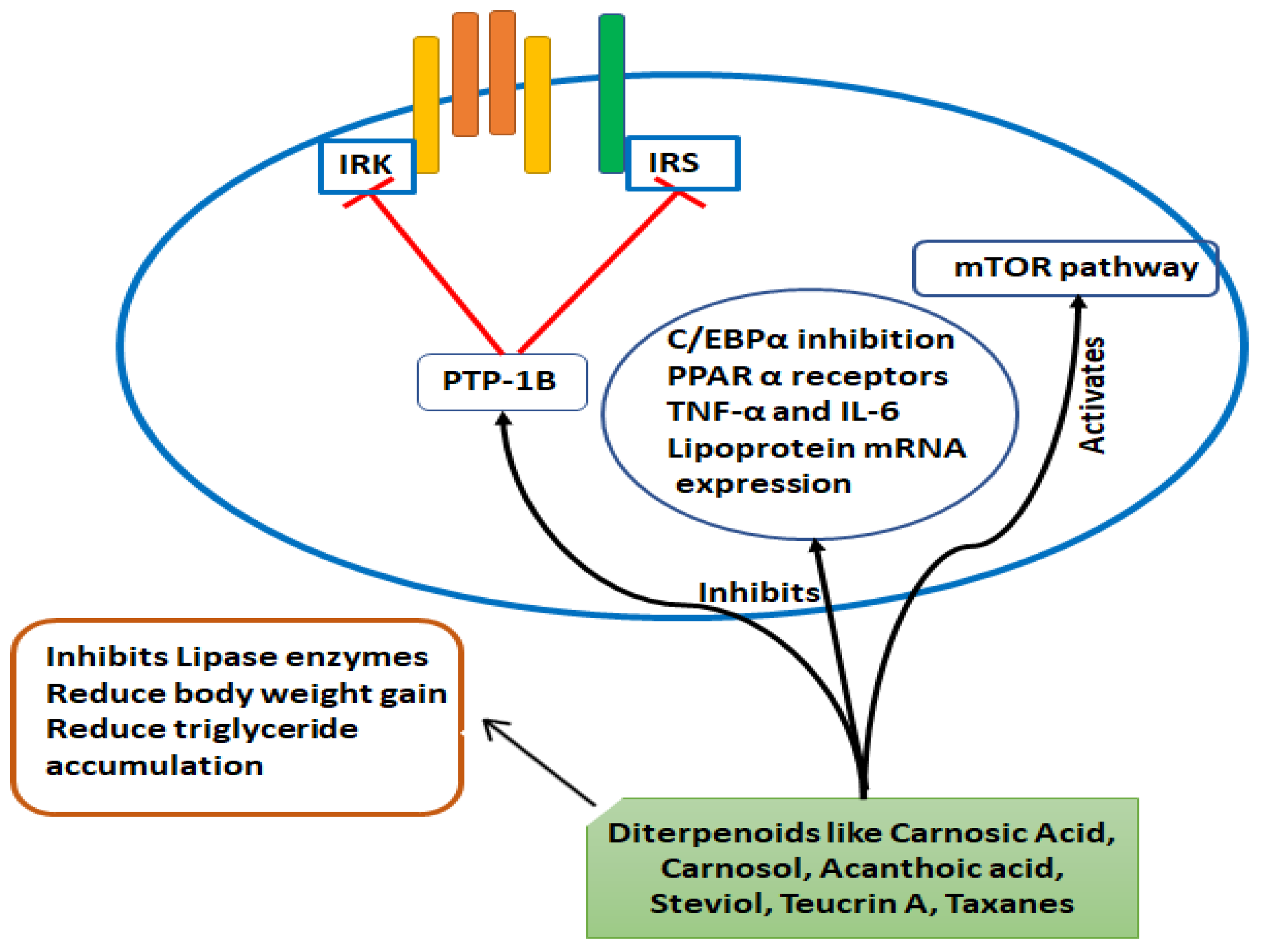 Molecules Free Full Text A Review On Obesity Management Through Natural Compounds And A Green Nanomedicine Based Approach Html Molecules Free Full Text A Review On Obesity Management Through Natural Compounds And A Green Nanomedicine Based Approach Html