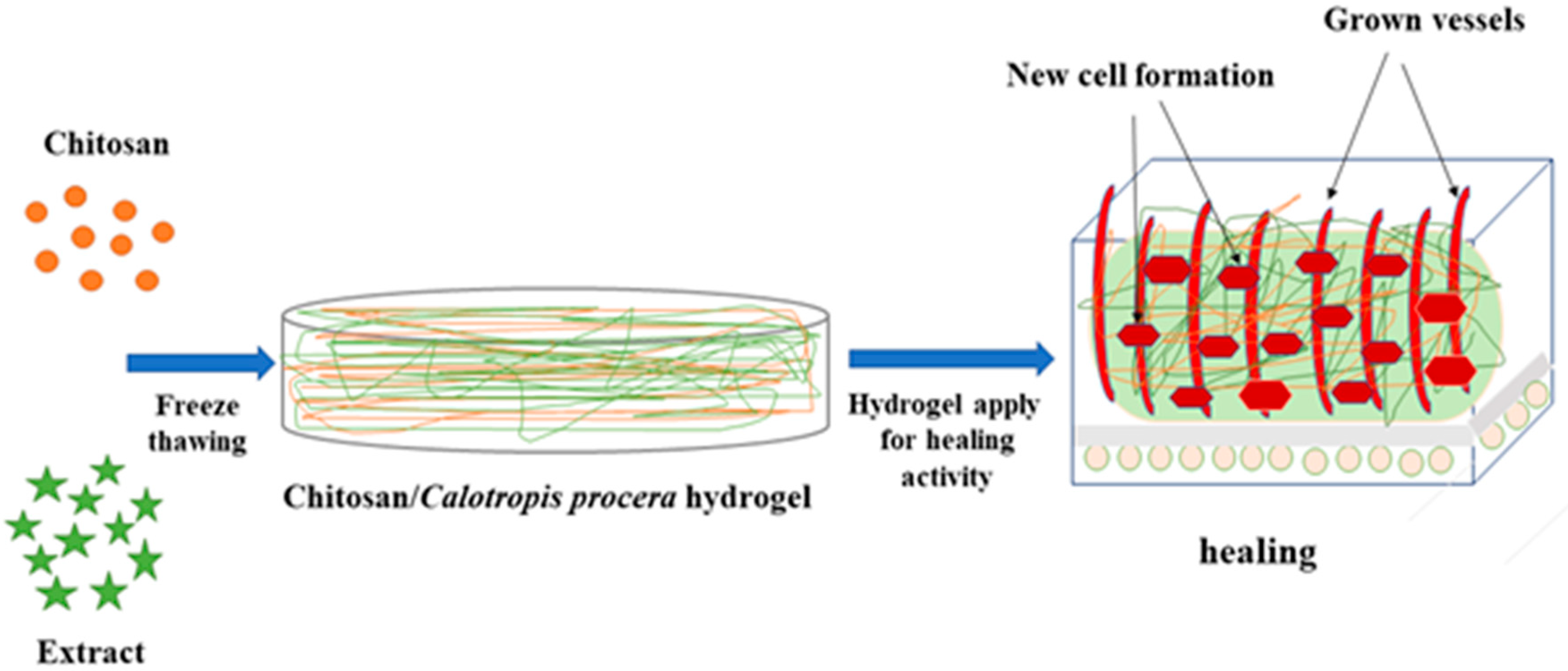 Chitosan in Wound Healing 