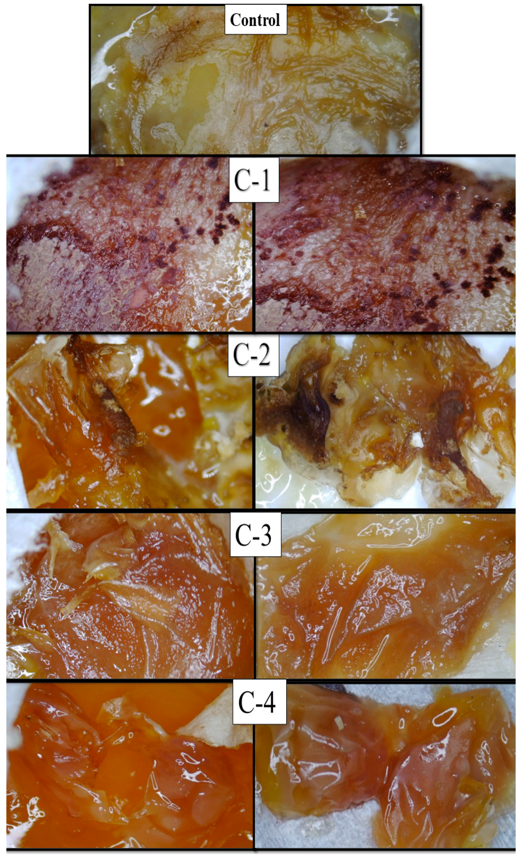 Molecules 26 03284 g007