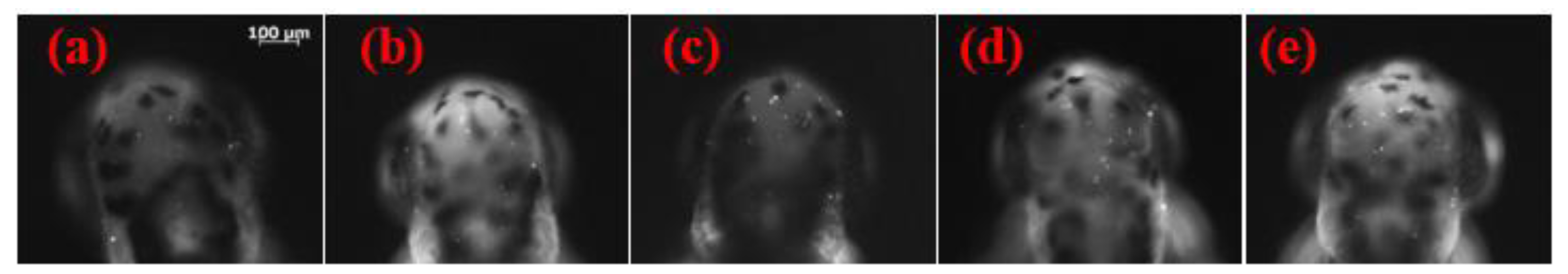 Molecules 26 03297 g001